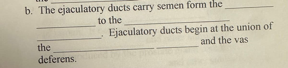 b. The ejaculatory ducts carry semen form the
the
deferens.
to the
Ejaculatory ducts begin at the union of
and the vas