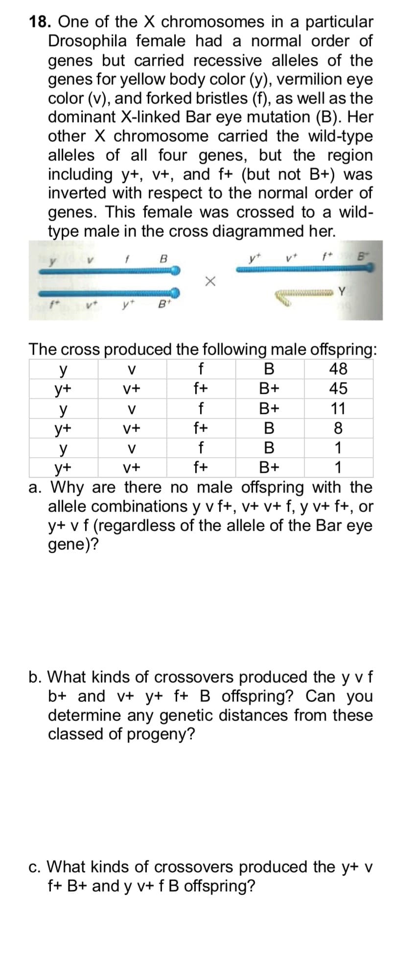 18. One of the X chromosomes in a particular
Drosophila female had a normal order of
genes but carried recessive alleles of the
genes for yellow body color (y), vermilion eye
color (v), and forked bristles (f), as well as the
dominant X-linked Bar eye mutation (B). Her
other X chromosome carried the wild-type
alleles of all four genes, but the region
including y+, v+, and f+ (but not B+) was
inverted with respect to the normal order of
genes. This female was crossed to a wild-
type male in the cross diagrammed her.
V
f
B
B
vt
Y
B+
The cross produced the following male offspring:
y
V
f
B
48
y+
V+
f+
B+
45
y
V
f
B+
11
y+
V+
f+
B
8
y
V
f
B
1
y+
V+
f+
B+
1
a. Why are there no male offspring with the
allele combinations y v f+, v+v+ f, y v+ f+, or
y+ v f (regardless of the allele of the Bar eye
gene)?
b. What kinds of crossovers produced the y v f
b+ and v+y+ f+ B offspring? Can you
determine any genetic distances from these
classed of progeny?
c. What kinds of crossovers produced the y+ v
f+ B+ and y v+ f B offspring?