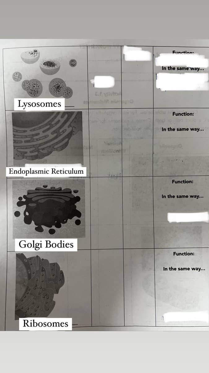 Lysosomes
Endoplasmic Reticulum
Golgi Bodies
E. divin
asembly eller 0
Ribosomes
.noi
NisminA
dosione
In the same way...
woled sids
Function
top o
Function:
In the same way...
ollenspi
Function:
In the same way...
Function:
In the same way...