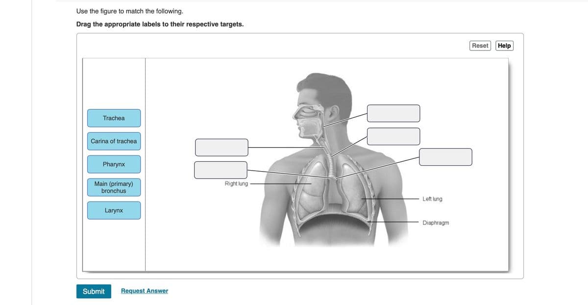 Use the figure to match the following.
Drag the appropriate labels to their respective targets.
Trachea
Carina of trachea
Pharynx
Main (primary)
bronchus
Larynx
Submit
Request Answer
Right lung
Left lung
Diaphragm
Reset
Help
