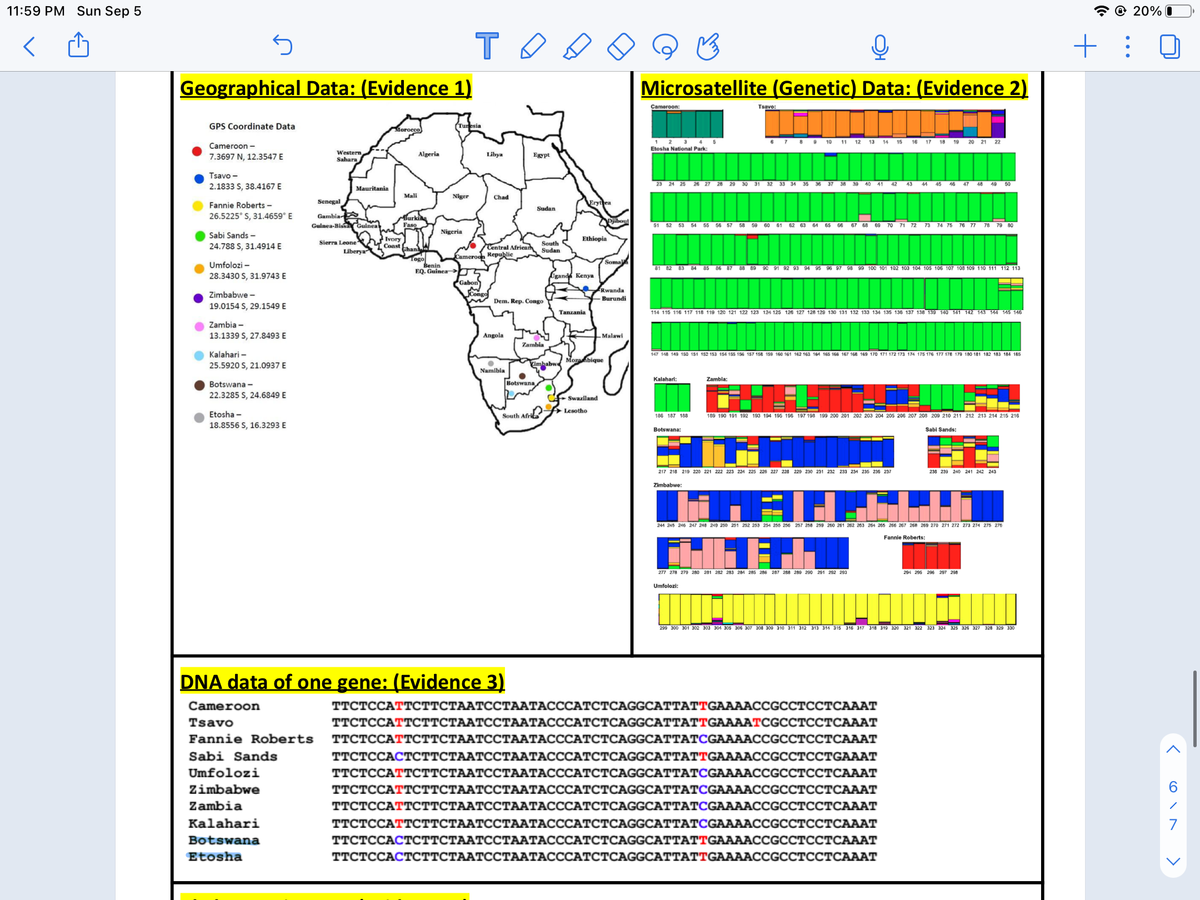 11:59 PM Sun Sep 5
@ 20% O
+ :
Geographical Data: (Evidence 1)
Microsatellite (Genetic) Data: (Evidence 2)
Cameroon:
Tsavo:
GPS Coordinate Data
Morocco
Tunesia
6 7 8 9
1
Etosha National Park:
2
4
5
10
11 12
13
14
15
16 17
18 19 20 21 22
Cameroon -
7.3697 N, 12.3547 E
Western
Algeria
Libya
Egypt
Sahara
Tsavo -
2.1833 S, 38.4167 E
23 24 25
26 27 28 29
30 31
32
33
34
35
36
37
39
40
41
42
43
44
45
16 47
48
49
50
Mauritania
Mali
Niger
Chad
Senegal
Erytea
Fannie Roberts -
Sudan
Gambia
Guinea-Biss Guinea
26.5225° S, 31.4659° E
Burking
Faso
Djibout
51 52 53 54 55 56 57
58 59 60 61
62 63 64 65
66
67 68 69
70
71 72
74 75 76 77
Nigeria
Sabi Sands -
24.788 S, 31.4914 E
Ivory
Coast
Ethiopia
Sierra Leone
Liberya
South
Sudan
Central Afriean
Chan
Togo
Benin
EQ. Guinea
Cameroon Republie
Umfolozi -
Somal
81 82
88 89
90 91 92 93 94
95 96 97
98 99 100 101 102 103 104 105 106 107 108 109 110 111 112 113
28.3430 S, 31.9743 E
Ugand Kenya
Gabon
Congo
Rwanda
Zimbabwe -
W Dem. Rep. Congo
Burundi
19.0154 S, 29.1549 E
Tanzania
114 115 116 117 118 119 120 121 122 123 124 125 126 127 128 129 130 131 132 133 134 135 136 137 138 139 140 141 142 143 144 145 146
Zambia -
13.1339 S, 27.8493 E
Angola
Malawi
Zambia
Kalahari -
147 148 149 150 151 152 153 154 155 156 157 158 159 160 161 162 163 164 165 166 167 168 169 170 171 172 173 174 175 176 177 178 179 180 181 182 183 184 185
25.5920 S, 21.0937 E
Kimbabw Mozabique
Namibia
Kalaharl:
Zambla:
Botswana -
Botswana
22.3285 S, 24.6849 E
- Swaziland
A Lesotho
Etosha -
South Afrita
186 187 188
189 190 191 192 193 194 195 196 197 198 199 200 201 202 203 204 205 206 207 208 209 210 211 212 213 214 215 216
18.8556 S, 16.3293 E
Botswana:
Sabi Sands:
217 218 219 220 221 222 223 224 225 226 227 228 229 230 231 232 233 234 235 236 237
238 239 240 241 242 243
Zimbabwe:
244 245 246 247 248 249 250 251 252 253 254 256 256 257 258 269 260 261 262 263 264 265 266 267 268 269 270 271 272 273 274 276 276
Fannie Roberts:
277 278 279 280 281 282 283 284 285 286 287 288 289 20O 291 292 293
294 295 296 297 298
Umfolozi:
299 300 301 302 303 304 305 306 307 308 309 310 311 312 313 314 315 316 317 318 319 320 321 322 323 324 325 326 327 328 329 330
DNA data of one gene: (Evidence 3)
Cameroon
TТСТСCАТТСТТСТААТССТААТАСССАТСТСАGGCATTATTGААААССGCCТССТСАААТ
Tsavo
ТТСТССАТТСТТСТААТССТААТАСССАТСТСАGGCАТТАТTGAAААТCGCCTCСТСАААТ
Fannie Roberts
ТТСТСCАТТСТТСТААТССТААТАСССАТСТСАGGCATТАТCGAAAAСCGCCTССТСАААТ
Sabi Sands
ТТСТССАСТСТТСТААТССТААТАСССАТСТСAGGCATTАТTGAAAACCGCCTССТGAAАТ
Umfolozi
ТТСТССАТТСТТСТААТССТААТАСССАТСТСAGGCATTATCGAAAACCGCСТССТСАААТ
Zimbabwe
ТТСТССАТТСТТСТААТССТААТАСССАТСТСAGGCATTАТCGAAAACCGCCTССТСАААТ
6.
Zambia
ттСТССАТТСсттСТААТССТААТАСССАТСтСAGGCATTATCGAAAACCGCСТССТСАААТ
Kalahari
ТТСТССАТТСТТСТААТССТААТАСССАТСТСAGGCATTATСGAAAACCGCСТССТСАААТ
7
Botswana
ТТСТССАСТСТТСТААТССТААТАСССАТСТСAGGCATTATTGAAAACCGCСТССТСАААТ
Etosha
ТТСТССАСТСТТСТААТССТААТАСССАТСТСAGGCATTATTGAAAACCGCСТССТСАААТ
