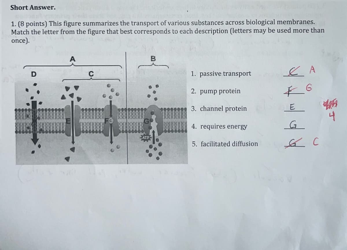 Short Answer.
1. (8 points) This figure summarizes the transport of various substances across biological membranes.
Match the letter from the figure that best corresponds to each description (letters may be used more than
once).
D
ATP
B
1. passive transport
2. pump protein
3. channel protein
4. requires energy
5. facilitated diffusion
& A
6
E
G
& C
45
4