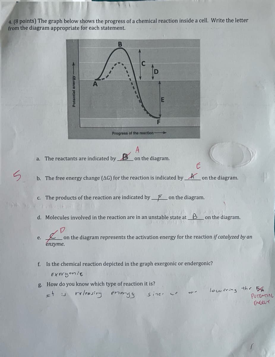 4. (8 points) The graph below shows the progress of a chemical reaction inside a cell. Write the letter
from the diagram appropriate for each statement.
5
Potential energy-
a. The reactants are indicated by
B
e.
E
F
Progress of the reaction->
b. The free energy change (AG) for the reaction is indicated by A on the diagram.
enzyme.
A
on the diagram.
c. The products of the reaction are indicated by on the diagram.
d. Molecules involved in the reaction are in an unstable state at B on the diagram.
DIS
on the diagram represents the activation energy for the reaction if catalyzed by an
f. Is the chemical reaction depicted in the graph exergonic or endergonic?
Exeryonic
g. How do you know which type of reaction it is?
It
reliosiry prorgy
sinc.
lourring the A
POTENTIAL
EVERLY