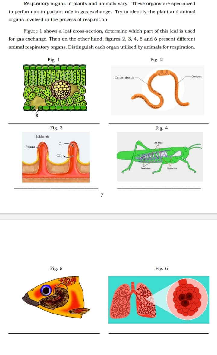 Respiratory organs in plants and animals vary. These organs are specialized
to perform an important role in gas exchange. Try to identify the plant and animal
organs involved in the process of respiration.
Figure 1 shows a leaf cross-section, determine which part of this leaf is used
for gas exchange. Then on the other hand, figures 2, 3, 4, 5 and 6 present different
animal respiratory organs. Distinguish each organ utilized by animals for respiration.
Fig. 1
Fig. 2
Carbon dioxide
n
Fig. 3
Fig. 4
0₂
Air sacs
CO₂
Epidermis
Papula-
Fig. 5
Tracheae
Spiracles
Fig. 6
-Oxygen