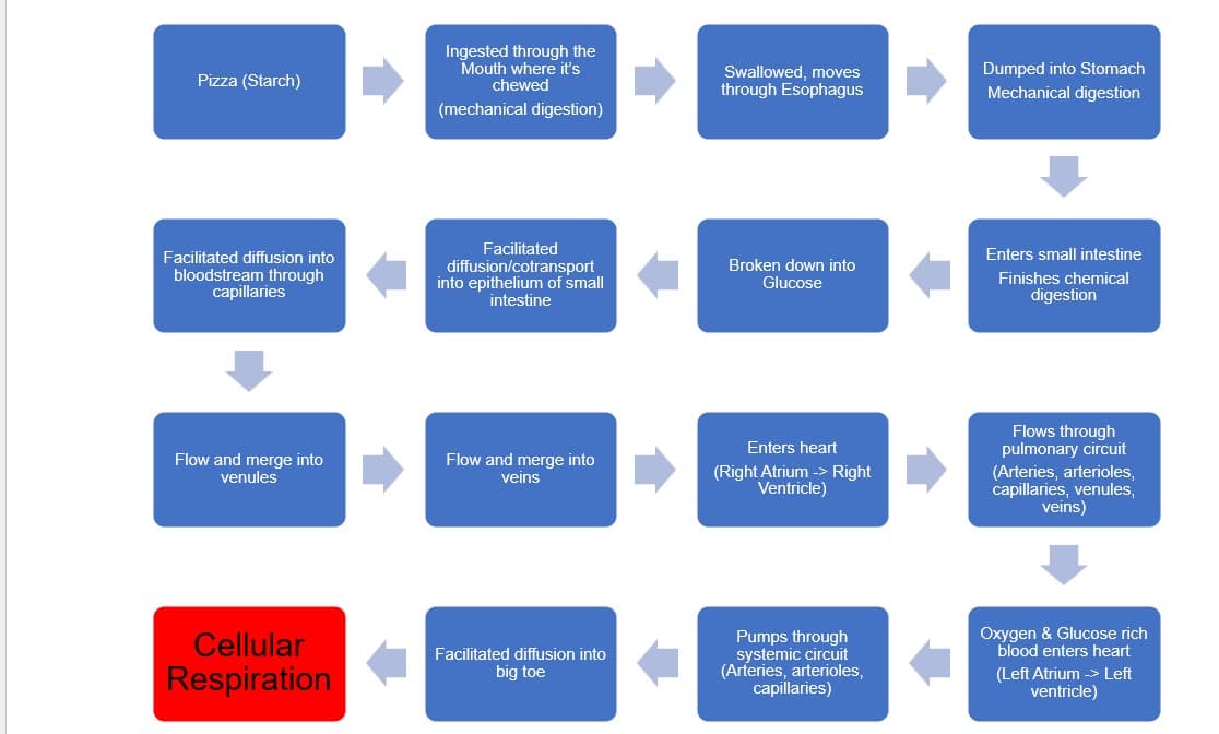 Pizza (Starch)
Facilitated diffusion into
bloodstream through
capillaries
Flow and merge into
venules
Cellular
Respiration
Ingested through the
Mouth where it's
chewed
(mechanical digestion)
Facilitated
diffusion/cotransport
into epithelium of small
intestine
Flow and merge into
veins
Facilitated diffusion into
big toe
Swallowed, moves
through Esophagus
Broken down into
Glucose
Enters heart
(Right Atrium -> Right
Ventricle)
Pumps through
systemic circuit
(Arteries, arterioles,
capillaries)
Dumped into Stomach
Mechanical digestion
Enters small intestine
Finishes chemical
digestion
Flows through
pulmonary circuit
(Arteries, arterioles,
capillaries, venules,
veins)
Oxygen & Glucose rich
blood enters heart
(Left Atrium -> Left
ventricle)