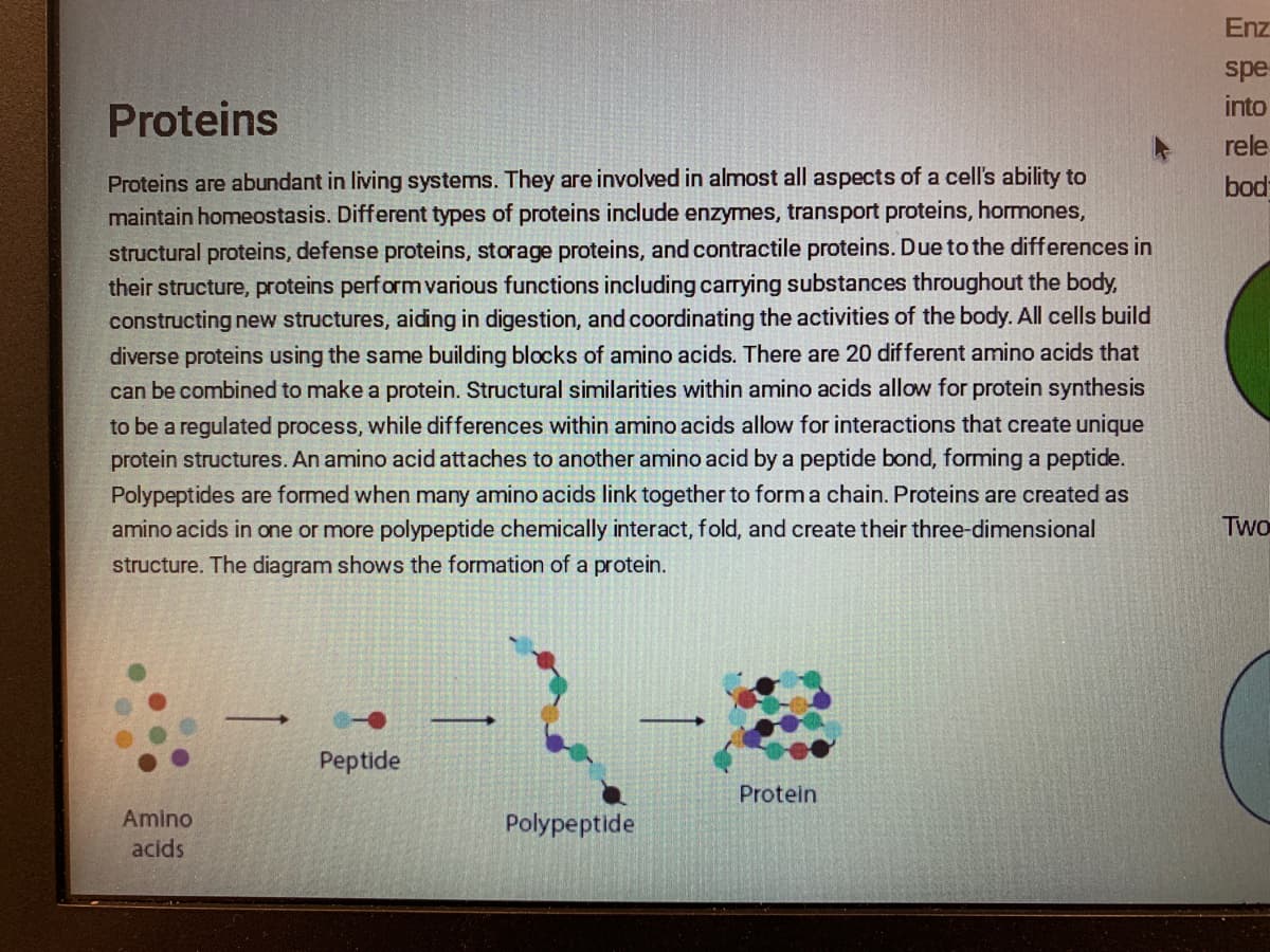 Proteins
Proteins are abundant in living systems. They are involved in almost all aspects of a cell's ability to
maintain homeostasis. Different types of proteins include enzymes, transport proteins, hormones,
structural proteins, defense proteins, storage proteins, and contractile proteins. Due to the differences in
their structure, proteins perform various functions including carrying substances throughout the body,
constructing new structures, aiding in digestion, and coordinating the activities of the body. All cells build
diverse proteins using the same building blocks of amino acids. There are 20 different amino acids that
can be combined to make a protein. Structural similarities within amino acids allow for protein synthesis
to be a regulated process, while differences within amino acids allow for interactions that create unique
protein structures. An amino acid attaches to another amino acid by a peptide bond, forming a peptide.
Polypeptides are formed when many amino acids link together to form a chain. Proteins are created as
amino acids in one or more polypeptide chemically interact, fold, and create their three-dimensional
structure. The diagram shows the formation of a protein.
Amino
acids
-
Peptide
-
Polypeptide
Protein
Enz
spe
into
rele
bod
Two