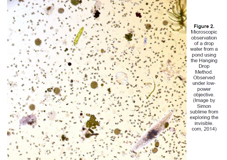 Figure 2.
Microscopic
observation
of a drop
water from a
pond using
the Hanging
Drop
Method.
Observed
under low-
power
objective.
(Image by
Simon
sublime from
exploring the
invisible.
com, 2014)
