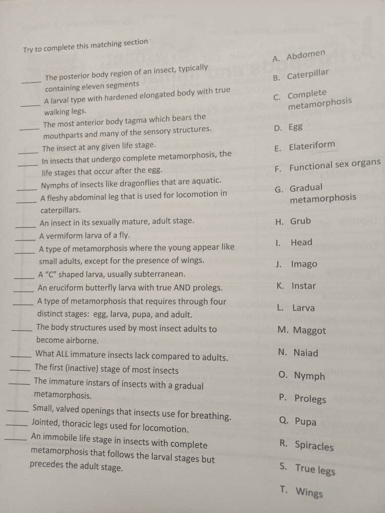 Try to complete this matching section
The posterior body region of an insect, typically
containing eleven segments
A larval type with hardened elongated body with true
walking legs.
The most anterior body tagma which bears the
mouthparts and many of the sensory structures.
The insect at any given life stage.
In insects that undergo complete metamorphosis, the
life stages that occur after the egg.
Nymphs of insects like dragonflies that are aquatic.
A fleshy abdominal leg that is used for locomotion in
caterpillars.
An insect in its sexually mature, adult stage.
A vermiform larva of a fly.
A type of metamorphosis where the young appear like
small adults, except for the presence of wings.
A "C" shaped larva, usually subterranean.
An eruciform butterfly larva with true AND prolegs.
A type of metamorphosis that requires through four
distinct stages: egg, larva, pupa, and adult.
The body structures used by most insect adults to
become airborne.
What ALL immature insects lack compared to adults.
The first (inactive) stage of most insects
The immature instars of insects with a gradual
metamorphosis.
Small, valved openings that insects use for breathing.
Jointed, thoracic legs used for locomotion.
An immobile life stage in insects with complete
metamorphosis that follows the larval stages but
precedes the adult stage.
A. Abdomen
B. Caterpillar
C. Complete
metamorphosis
D. Egg
E. Elateriform
F. Functional sex organs
G. Gradual
metamorphosis
H. Grub
I. Head
J. Imago
K. Instar
L. Larva
M. Maggot
N. Naiad
O. Nymph
P. Prolegs
Q. Pupa
R. Spiracles
S. True legs
T. Wings