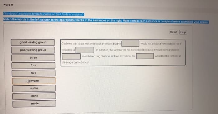 Part A
Why doesn't cyanogen bromide cleave on the side of cysteine?
Match the words in the left column to the appropriate blanks in the sentences on the right. Make certain each sentence is complete before submitting your answer
good leaving group
poor leaving group
three
four
five
exygen
sulfur
imine
amide
Cysteine can react with cyanogen bromide, but the
would be a
would not be positively charged, so it
In addition, the lactone will not be formed because it would have a strained
would not be formed, so
membered ring. Without lactone formation, the
cleavage cannot occur
Reset Help