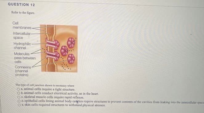QUESTION 12
Refer to the figure.
Cll
membranes
Intercellular-
space
Hydrophillc -
channel
Molecules -
pass between
cells
Connexins
(channel
proteins)
The type of cell junction shown is necessary where
Oa animal cells require a tight structure.
O b. animal cells conduct electrical activity, as in the heart.
Oe skeletal muscle cells require rapid reflexes.
Od. epithelial cells lining animal body caties require structures to prevent contents of the cavities from leaking into the intercellular space
Oe skin cells required structures to withstand physical stresses.
