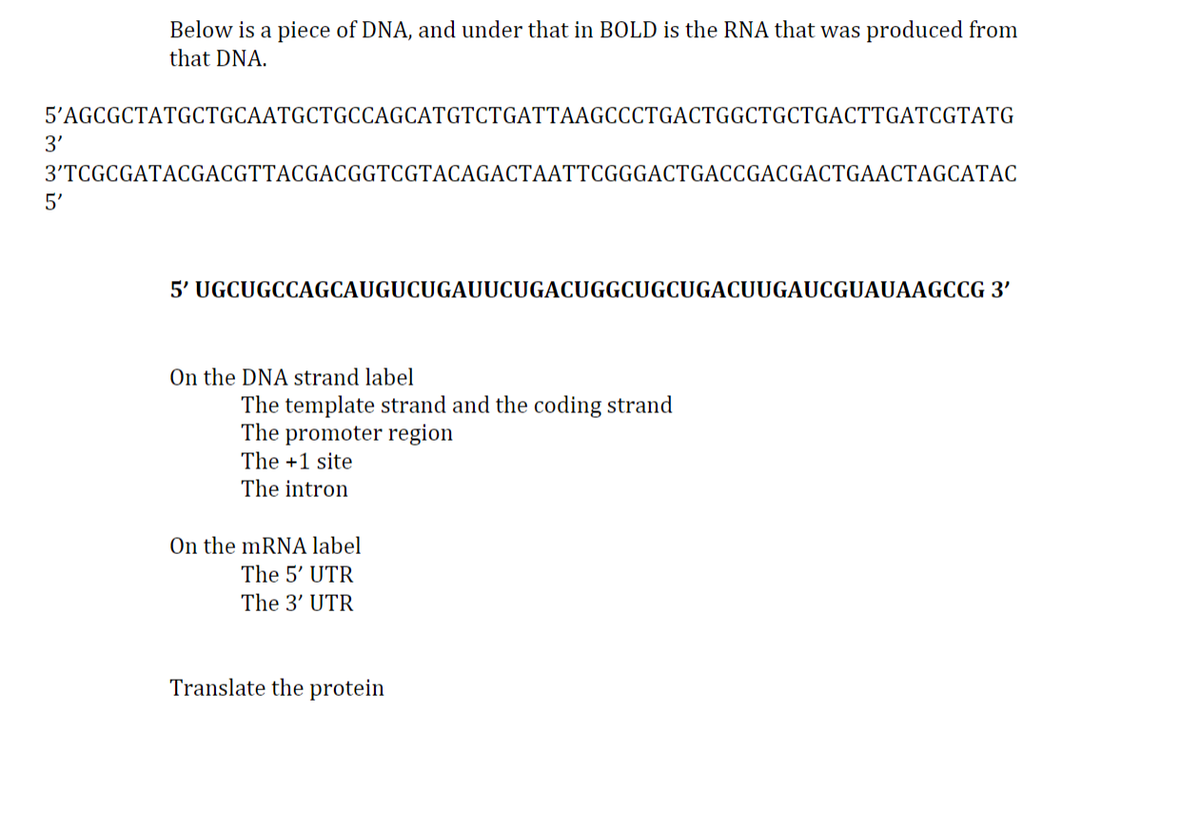 Below is a piece of DNA, and under that in BOLD is the RNA that was produced from
that DNA.
5'AGCGCTATGCTGCAATGCTGCCAGCATGTCTGATTAAGCCCTGACTGGCTGCTGACTTGATCGTATG
3'
3'TCGCGATACGACGTTACGACGGTCGTACAGACTAATTCGGGACTGACCGACGACTGAACTAGCATAC
5'
5' UGCUGCCAGCAUGUCUGAUUCUGACUGGCUGCUGACUUGAUCGUAUAAGCCG 3'
On the DNA strand label
The template strand and the coding strand
The promoter region
The +1 site
The intron
On the mRNA label
The 5' UTR
The 3' UTR
Translate the protein
