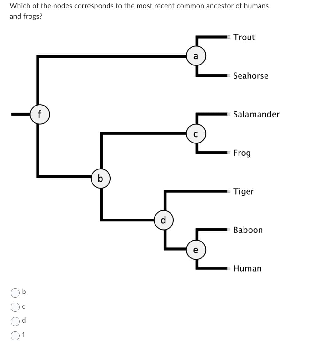 Which of the nodes corresponds to the most recent common ancestor of humans
and frogs?
b
C
d
f
f
b
d
a
C
Trout
Seahorse
Salamander
Frog
Tiger
Baboon
Human