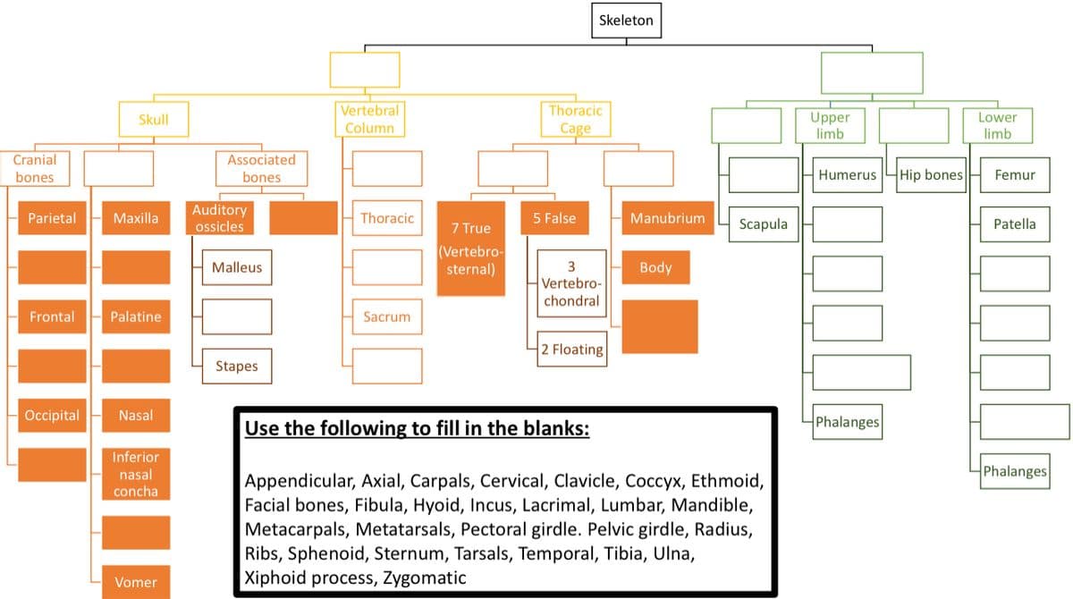 Cranial
bones
Parietal
Frontal
Occipital
Skull
Maxilla
Palatine
Nasal
Inferior
nasal
concha
Vomer
Associated
bones
Auditory
ossicles
Malleus
Stapes
Vertebral
Column
Thoracic
Sacrum
7 True
(Vertebro-
sternal)
Skeleton
Thoracic
Cage
5 False
3
Vertebro-
chondral
2 Floating
Manubrium
Body
Scapula
Use the following to fill in the blanks:
Appendicular, Axial, Carpals, Cervical, Clavicle, Coccyx, Ethmoid,
Facial bones, Fibula, Hyoid, Incus, Lacrimal, Lumbar, Mandible,
Metacarpals, Metatarsals, Pectoral girdle. Pelvic girdle, Radius,
Ribs, Sphenoid, Sternum, Tarsals, Temporal, Tibia, Ulna,
Xiphoid process, Zygomatic
Upper
limb
Lower
limb
Humerus Hip bones Femur
Phalanges
Patella
Phalanges
