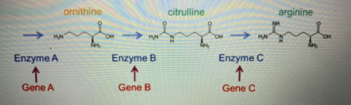 ornithine
citrulline
arginine
->
MAN
HO,
HAN
Enzyme A
Enzyme B
Enzyme C
↑
↑
Gene A
Gene B
Gene C
