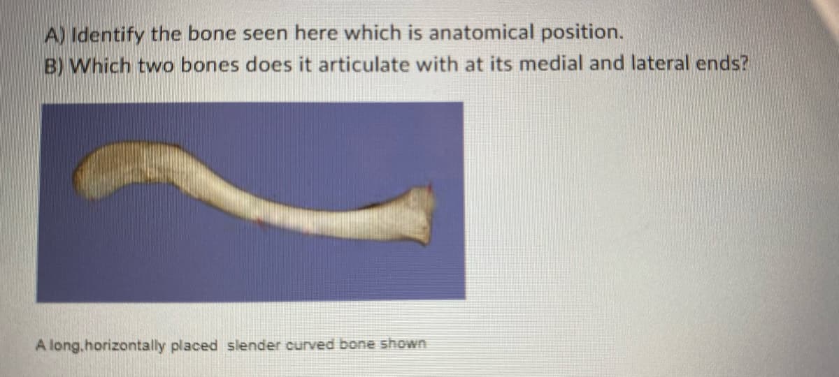 A) Identify the bone seen here which is anatomical position.
B) Which two bones does it articulate with at its medial and lateral ends?
A long.horizontally placed slender curved bone shown