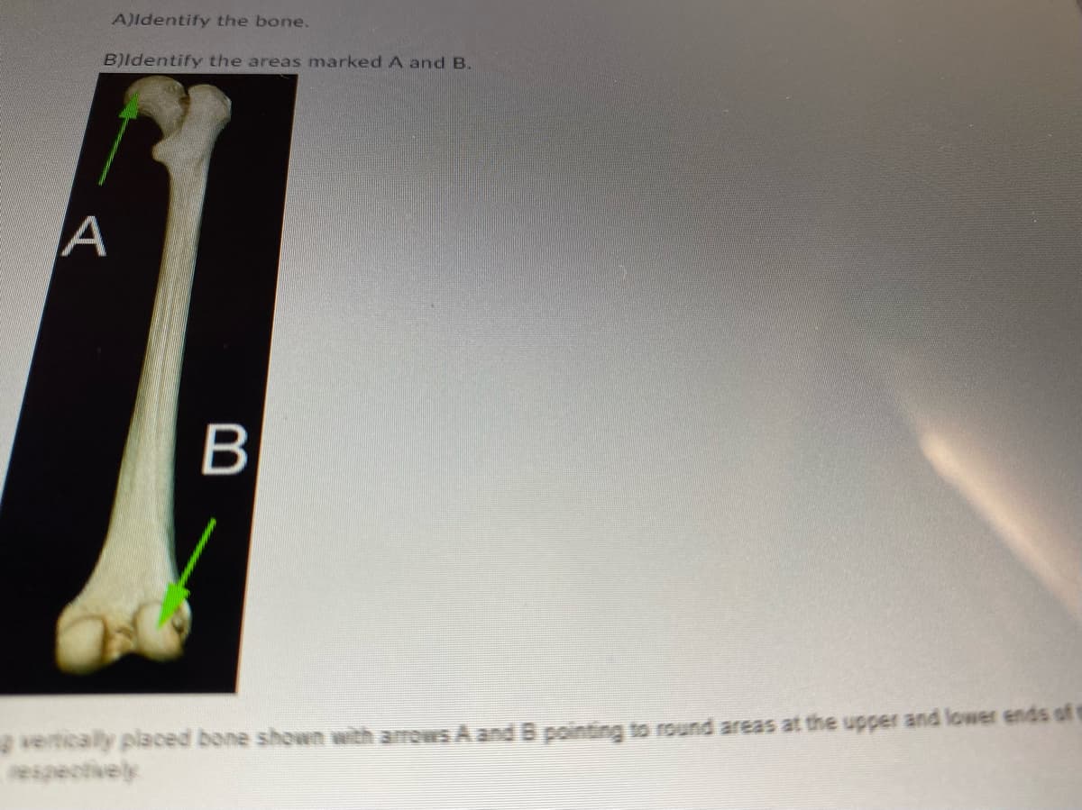 A)Identify the bone.
B)Identify the areas marked A and B.
A
B
vertically placed bone shown with arrows A and B pointing to round areas at the upper and lower ends of t
respectively