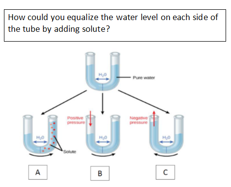 How could you equalize the water level on each side of
the tube by adding solute?
H,0
Pure water
Negative
pressure
Positive
pressure
H,0
*Solute
A
B
