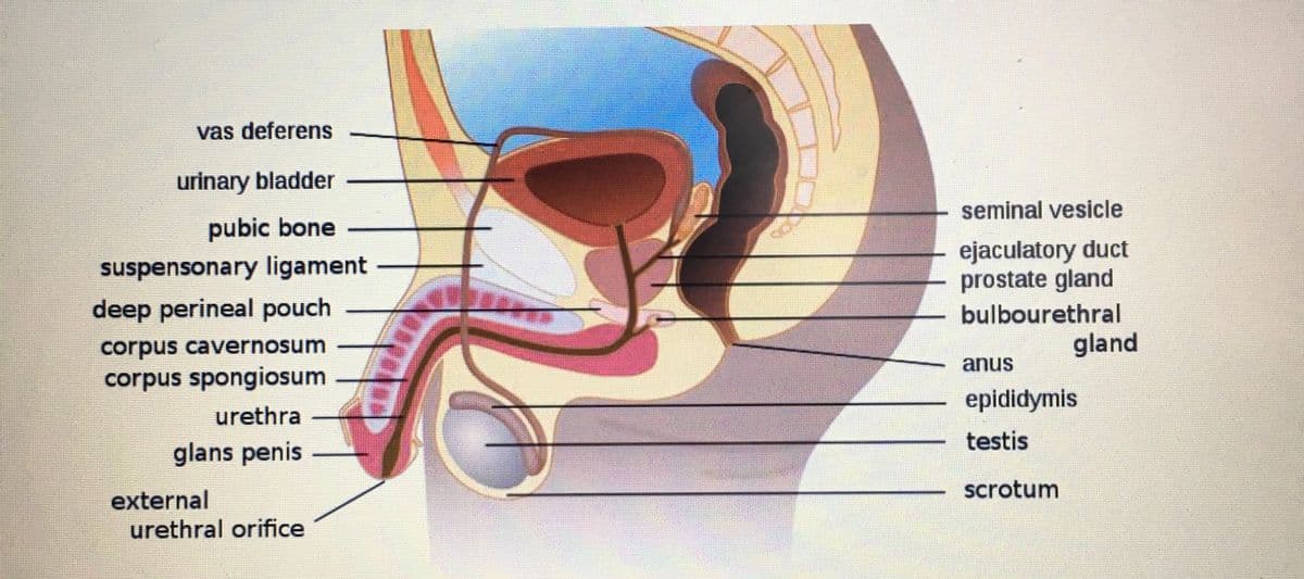 vas deferens
urinary bladder
pubic bone
suspensonary ligament
deep perineal pouch
corpus cavernosum
corpus spongiosum
urethra
glans penis
external
urethral orifice
seminal vesicle
ejaculatory duct
prostate gland
bulbourethral
anus
epididymis
testis
scrotum
gland