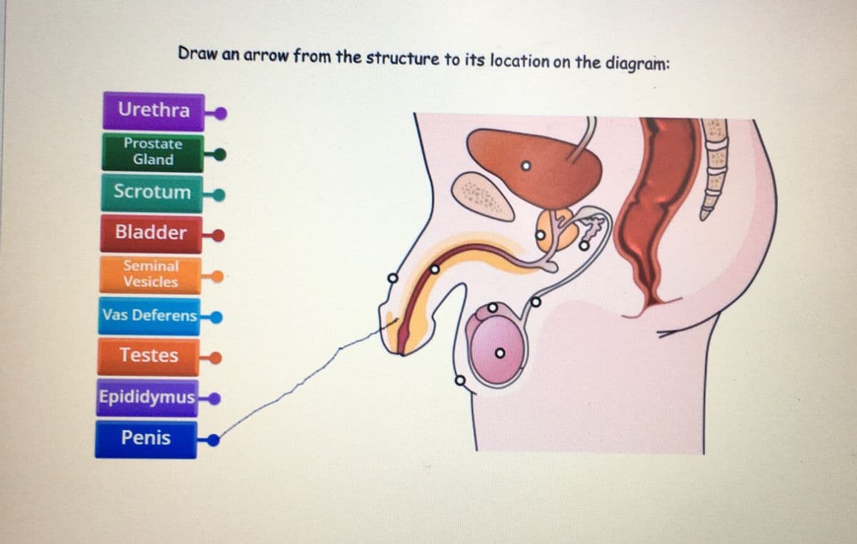 Draw an arrow from the structure to its location on the diagram:
Urethra
Prostate
Gland
Scrotum
Bladder
Seminal
Vesicles
Vas Deferens
Testes
Epididymus
Penis