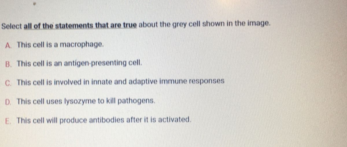 Select all of the statements that are true about the grey cell shown in the image.
A. This cell is a macrophage.
B. This cell is an antigen-presenting cell.
C. This cell is involved in innate and adaptive immune responses
D. This cell uses lysozyme to kill pathogens.
E. This cell will produce antibodies after it is activated.