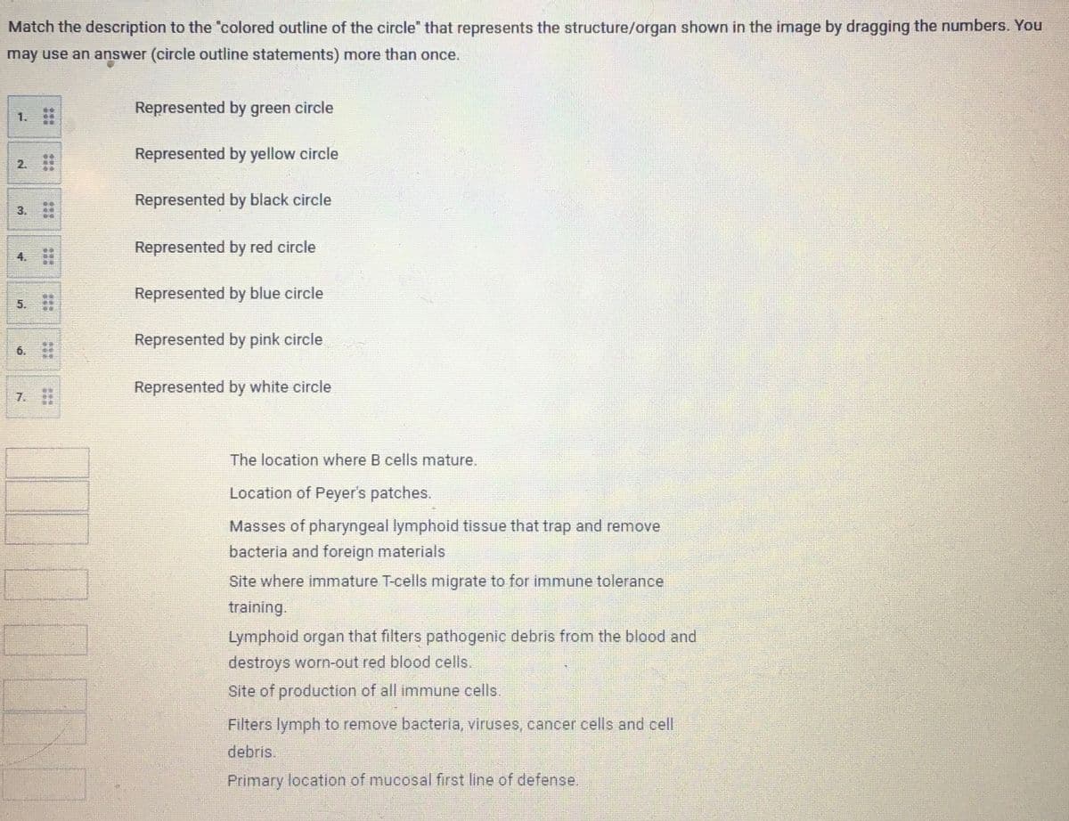 Match the description to the "colored outline of the circle" that represents the structure/organ shown in the image by dragging the numbers. You
may use an answer (circle outline statements) more than once.
Represented by green circle
1.
2. #
Represented by yellow circle
Represented by black circle
3.
Represented by red circle
Represented by blue circle
5.
Represented by pink circle
Represented by white circle
7.
The location where B cells mature.
Location of Peyer's patches.
Masses of pharyngeal lymphoid tissue that trap and remove
bacteria and foreign materials
Site where immature T-cells migrate to for immune tolerance
training.
Lymphoid organ that filters pathogenic debris from the blood and
destroys worn-out red blood cells.
Site of production of all immune cells.
Filters lymph to remove bacteria, viruses, cancer cells and cell
debris.
Primary location of mucosal first line of defense.
