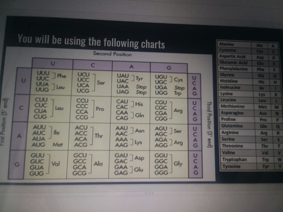 You will be using the following charts
Alanine
Ala
Cysteine
Aspartic Acid
Glutamic Acid
Second Position
Cys
Asp
Glu
C2
Phenylalanine
Phe
1F
UUU
UUC
UUA
UUG
UCU
UCC
UCA
UCG
Phe
Glycine
UGU Cys
UGC
UGA
UAU
Tyr
Gly
G
UAC
UAA
UAG
Ser
Histidine
His
Leu
Stop
Stop
Stop
UGG Trp
Isoleucine
lle
Lysine
Leucine
Lys
K
CUU
CUC
CUA
CUG
CCU
CC
CCA
CCG
Leu
L.
CAU
CAC
CAA
CAG
CGU
CGC
CGA
CGG
JHis
Methionine
Leu
Pro
Met
Arg
Asparagine
]Gln
Asn
N
Proline
Pro
Glutamine
Gin
AUU
lle
ACU
ACC
ACA
ACG
AAU
AAC
AAA
AAG
JAsn
AGU
Ser
Arginine
AUC
AUA
AUG
Arg
AGC
AGA
AGG
Thr
Serine
Ser
Met
Ilys
JArg
Threonine
Thr
T.
Valine
Val
V.
GUU
GUC
GUA
GUG
GCU
GCC
GCA
GCG
GAU
GAC
GAA
GAG JGIU
GGU
GGC
GGA
GGG
Tryptophan
Tyrosine
Trp
Val
Ala
Gly
Tyr
...
Third Position (3' end)
DUAGUCAGUCAG UUAG
C'
First Position [5' end)
