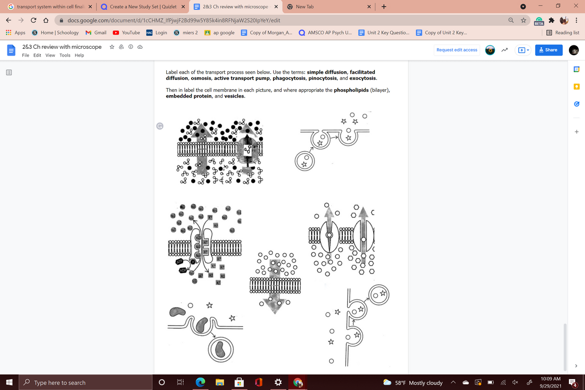 G transport system within cell finali X
Create a New Study Set | Quizlet X
E 2&3 Ch review with microscope - X
9 New Tab
x +
A docs.google.com/document/d/1CCHMZ_IfPjwjF2Bd99w5Y85k4in8RFNjaW2S20lpYeY/edit
ВЕТА
E Apps
9 Home | Schoology M Gmail
YouTube
HAC Login
S miers 2
A ap google B Copy of Morgan_A...
AMSCO AP Psych U... E Unit 2 Key Questio.. E Copy of Unit 2 Key...
Reading list
2&3 Ch review with microscope
Request edit access
Share
File Edit View Tools Help
31
Label each of the transport process seen below. Use the terms: simple diffusion, facilitated
diffusion, osmosis, active transport pump, phagocytosis, pinocytosis, and exocytosis.
Then in label the cell membrane in each picture, and where appropriate the phospholipids (bilayer),
embedded protein, and vesicles.
10:09 AM
e Type here to search
58°F Mostly cloudy
9/29/2021
...
国
O.
fo fo
曲
