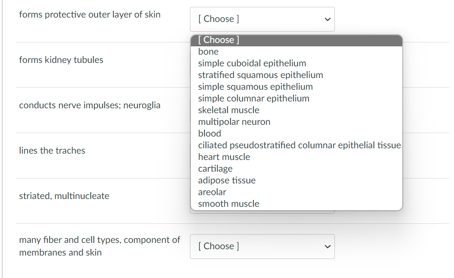 forms protective outer layer of skin
[ Choose ]
[Choose ]
bone
forms kidney tubules
simple cuboidal epithelium
stratified squamous epithelium
simple squamous epithelium
simple columnar epithelium
conducts nerve impulses; neuroglia
skeletal muscle
multipolar neuron
blood
ciliated pseudostratified columnar epithelial tissue
lines the traches
heart muscle
cartilage
adipose tissue
areolar
striated, multinucleate
smooth muscle
many fiber and cell types, component of
[ Choose ]
membranes and skin
>
>
