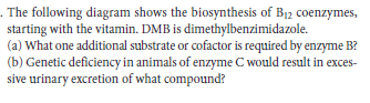 . The following diagram shows the biosynthesis of B12 coenzymes,
starting with the vitamin. DMB is dimethylbenzimidazole.
(a) What one additional substrate or cofactor is required by enzyme B?
(b) Genetic deficiency in animals of enzyme C would result in exces-
sive urinary excretion of what compound?
