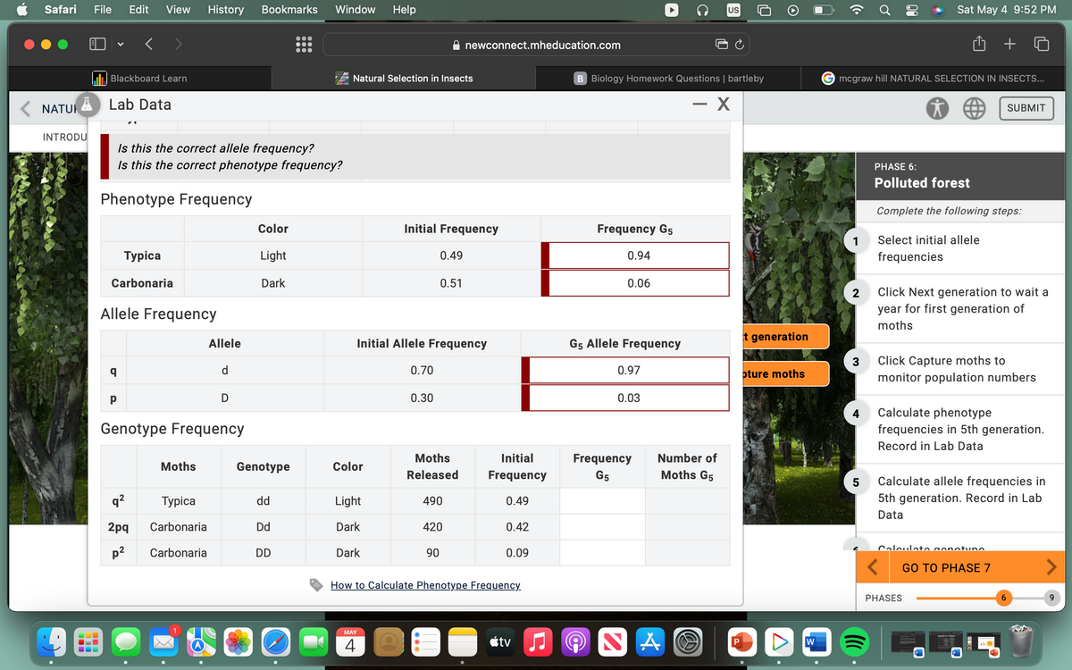 Safari
File Edit View History Bookmarks Window
Help
Blackboard Learn
A Lab Data
< NATUR
INTRODU
100
Is this the correct allele frequency?
Is this the correct phenotype frequency?
Phenotype Frequency
Typica
Carbonaria
Allele Frequency
Allele
d
D
p
Genotype Frequency
Color
Light
Dark
newconnect.mheducation.com
Natural Selection in Insects
US
O
口
B Biology Homework Questions | bartleby
- X
U
(
ດາ
Sat May 4 9:52 PM
+
G mcgraw hill NATURAL SELECTION IN INSECTS...
六
SUBMIT
PHASE 6:
Polluted forest
Complete the following steps:
Initial Frequency
Frequency G5
1
Select initial allele
0.49
0.51
0.94
0.06
frequencies
2
Click Next generation to wait a
t generation
Initial Allele Frequency
G5 Allele Frequency
0.70
0.97
3
pture moths
0.30
0.03
Moths
Genotype
Color
Moths
Released
Initial
Frequency
Frequency
G5
Number of
Moths G5
5
q²
Typica
dd
Light
490
0.49
2pq
Carbonaria
Dd
Dark
420
0.42
p²
Carbonaria
DD
Dark
90
0.09
How to Calculate Phenotype Frequency
MAY
4
tv♫♫
☑
A
P
V
W
•
=
year for first generation of
moths
Click Capture moths to
monitor population numbers
Calculate phenotype
frequencies in 5th generation.
Record in Lab Data
Calculate allele frequencies in
5th generation. Record in Lab
Data
Calculate conotunn
<
GO TO PHASE 7
PHASES
Q
→
6
9