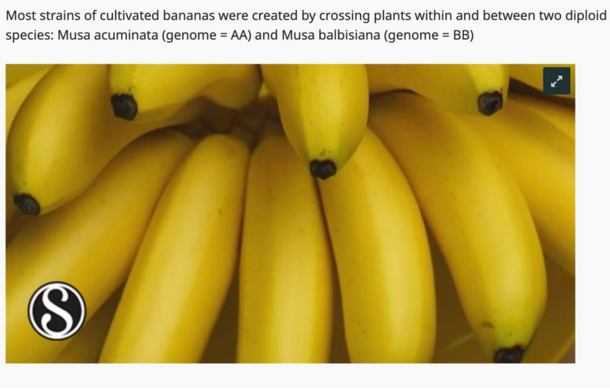 Most strains of cultivated bananas were created by crossing plants within and between two diploid
species: Musa acuminata (genome = AA) and Musa balbisiana (genome = BB)
S