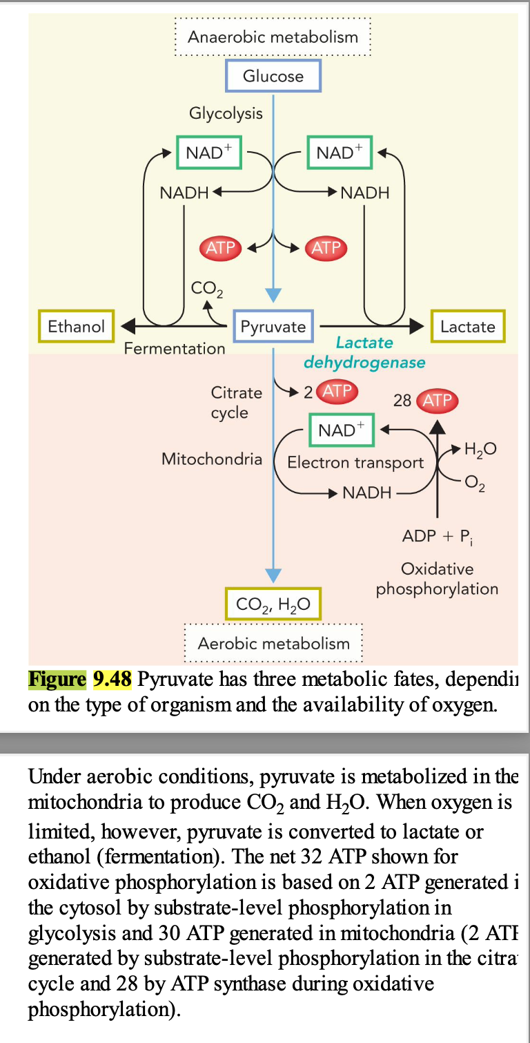 Ethanol
:......:
Anaerobic metabolism
Glycolysis
NAD
+
NADH+
ATP
Glucose
Fermentation
Pyruvate
Citrate
cycle
Mitochondria
NAD
ATP
+
NADH
Lactate
dehydrogenase
2 ATP
+
Lactate
28 ATP
NAD
Electron transport
NADH
H₂O
O 2
ADP + P;
Oxidative
phosphorylation
CO2, H2O
Aerobic metabolism
Figure 9.48 Pyruvate has three metabolic fates, dependi
on the type of organism and the availability of oxygen.
Under aerobic conditions, pyruvate is metabolized in the
mitochondria to produce CO2 and H₂O. When oxygen is
limited, however, pyruvate is converted to lactate or
ethanol (fermentation). The net 32 ATP shown for
oxidative phosphorylation is based on 2 ATP generated i
the cytosol by substrate-level phosphorylation in
glycolysis and 30 ATP generated in mitochondria (2 ATI
generated by substrate-level phosphorylation in the citra
cycle and 28 by ATP synthase during oxidative
phosphorylation).