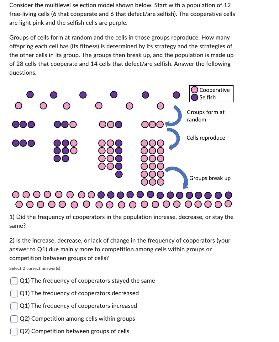 Consider the multilevel selection model shown below. Start with a population of 12
free-living cells (6 that cooperate and 6 that defect/are selfish). The cooperative cells
are light pink and the selfish cells are purple.
Groups of cells form at random and the cells in those groups reproduce. How many
offspring each cell has (its fitness) is determined by its strategy and the strategies of
the other cells in its group. The groups then break up, and the population is made up
of 28 cells that cooperate and 14 cells that defect/are selfish. Answer the following
questions.
୦୦୦
୦୦୦
୦୦
୦୦୦୦
୦୦୦୦
୦୦୦୦୦
Cooperative
Selfish
Groups form at
random
Cells reproduce
Groups break up
1) Did the frequency of cooperators in the population increase, decrease, or stay the
same?
2) Is the increase, decrease, or lack of change in the frequency of cooperators (your
answer to Q1) due mainly more to competition among cells within groups or
competition between groups of cells?
Select 2 correct answer(s)
00
Q1) The frequency of cooperators stayed the same
Q1) The frequency of cooperators decreased
Q1) The frequency of cooperators increased
Q2) Competition among cells within groups
Q2) Competition between groups of cells