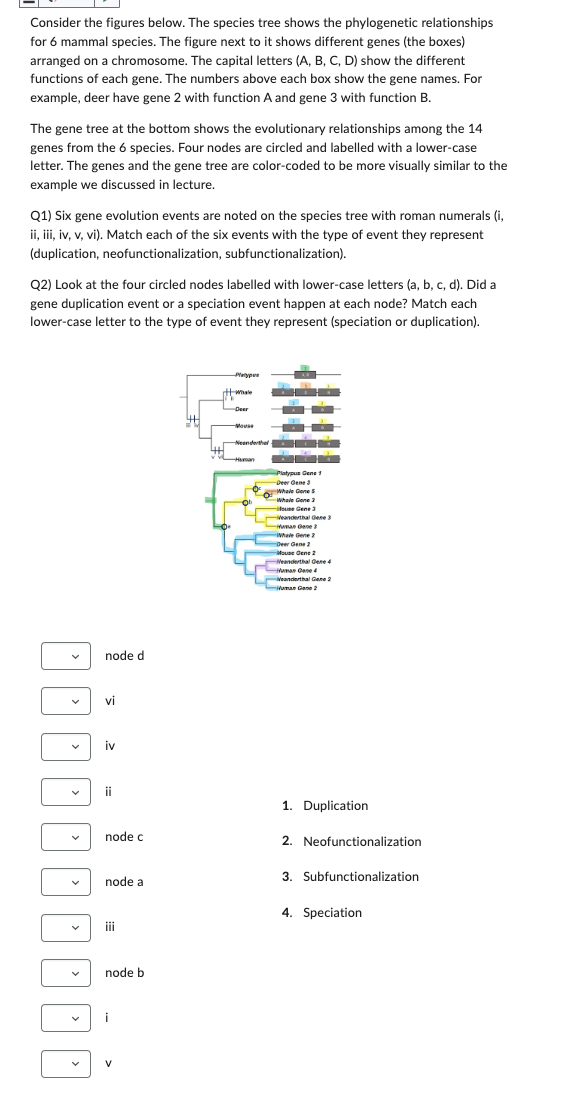 Consider the figures below. The species tree shows the phylogenetic relationships
for 6 mammal species. The figure next to it shows different genes (the boxes)
arranged on a chromosome. The capital letters (A, B, C, D) show the different
functions of each gene. The numbers above each box show the gene names. For
example, deer have gene 2 with function A and gene 3 with function B.
The gene tree at the bottom shows the evolutionary relationships among the 14
genes from the 6 species. Four nodes are circled and labelled with a lower-case
letter. The genes and the gene tree are color-coded to be more visually similar to the
example we discussed in lecture.
Q1) Six gene evolution events are noted on the species tree with roman numerals (i,
ii, iii, iv, v, vi). Match each of the six events with the type of event they represent
(duplication, neofunctionalization, subfunctionalization).
Q2) Look at the four circled nodes labelled with lower-case letters (a, b, c, d). Did a
gene duplication event or a speciation event happen at each node? Match each
lower-case letter to the type of event they represent (speciation or duplication).
node d
✓
vi
iv
ii
Мкурия
Deer
Neanderthe
Human
Platypus Gene 1
-Deer Gene 3
-Whale Genes
Whole Gene 2
-fouse Gene 3
-Neanderthal Gene 3
Huae Gane 3
Whale Gene 2
Deer Gene 2
-Mouse Gene 2
-Neanderthal Gene 4
Humane 4
Neanderthal Gene 2
-Митал Сале 2
1. Duplication
node c
2. Neofunctionalization
3. Subfunctionalization
node a
!!!
node b
V
4. Speciation