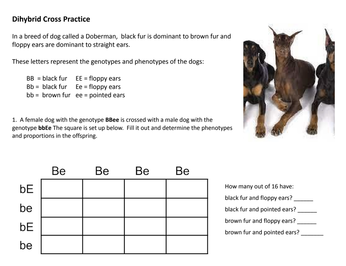 Dihybrid Cross Practice
In a breed of dog called a Doberman, black fur is dominant to brown fur and
floppy ears are dominant to straight ears.
These letters represent the genotypes and phenotypes of the dogs:
EE = floppy ears
Ee = floppy ears
bb = brown fur ee = pointed ears
BB = black fur
%3D
Bb = black fur
1. A female dog with the genotype BBee is crossed with a male dog with the
genotype bbEe The square is set up below. Fill it out and determine the phenotypes
and proportions in the offspring.
Ве
Ве
Ве
Ве
bE
How many out of 16 have:
black fur and floppy ears?
be
black fur and pointed ears?
brown fur and floppy ears?
bE
brown fur and pointed ears?
be
