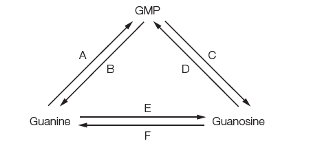 GMP
A
C
В
E
Guanine
Guanosine
