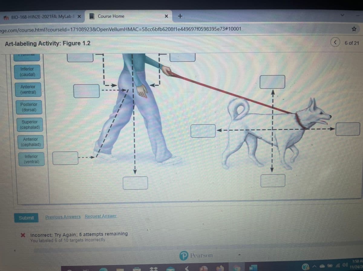 Tn BIO-168-HIN2E-2021FA: MyLab & x
Course Home
ege.com/course.html?courseld=17108923&OpenVellumHMAC=58cc6bfb6208f1e449697f0598395e73#10001
Art-labeling Activity: Figure 1.2
6 of 21
Inferior
(caudal)
Anterior
(ventral)
Posterior
(dorsal)
Superior
(cephalad)
Anterior
(cephalad)
Inferior
(ventral)
Submit
Previous Answers Request Answer
X Incorrect; Try Again; 5 attempts remaining
You labeled 6 of 10 targets incorrectly.
Pearson
1:58 Al
11/24/2
