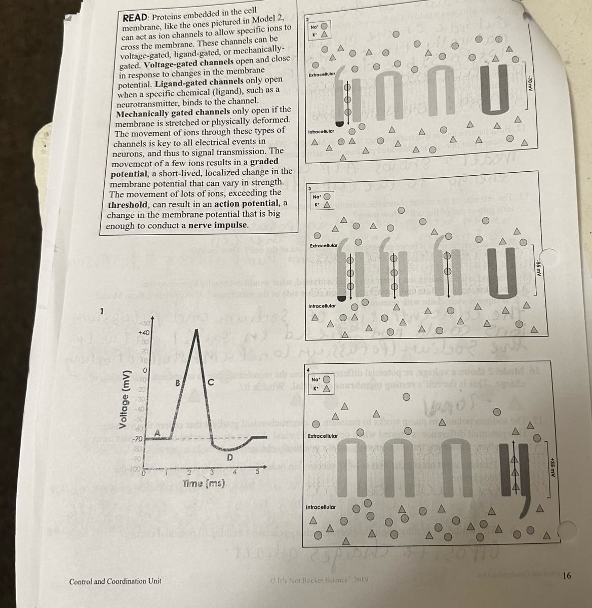 READ: Proteins embedded in the cell
membrane, like the ones pictured in Model 2,
can act as ion channels to allow specific ions to
cross the membrane. These channels can be
voltage-gated, ligand-gated, or mechanically-
gated. Voltage-gated channels open and close
in response to changes in the membrane
potential. Ligand-gated channels only open
when a specific chemical (ligand), such as a
neurotransmitter, binds to the channel.
Mechanically gated channels only open if the
membrane is stretched or physically deformed.
The movement of ions through these types of
channels is key to all electrical events in
neurons, and thus to signal transmission. The
movement of a few ions results in a graded
potential, a short-lived, localized change in the
membrane potential that can vary in strength.
The movement of lots of ions, exceeding the
threshold, can result in an action potential, a
change in the membrane potential that is big
enough to conduct a nerve impulse.
1
+40
30
10724
B.
M
-20
-70
Voltage (mv)
Control and Coordination Unit
Time (ms)
D
4
all to ino
Jal
Na O
KA
malan
Extracellular,
Intracellular
A
Annu
A
Na* O
KAibo ad
Extracellular
Intracellular
A
A
A
OA
O
Extracellular
Intracellular
A
A
0 0
0 0
ooo
A
prohib
Na O
KA pasrdagin
A O
A
It's Not Rocket Science 2019
VIN
A
spren
O
O
O
ΔΟ
104
OF CURE
O
TIAN
A
BRAND
Vagos
A
A
A
om of extow ang ▲alog cone SED
Ol betest
O
Oarsoamultits fritraton A
A
n
A
INTYY
A
0
A
SNA
wode SloboM d
auft ogutdo
A
O
+35 mV
16