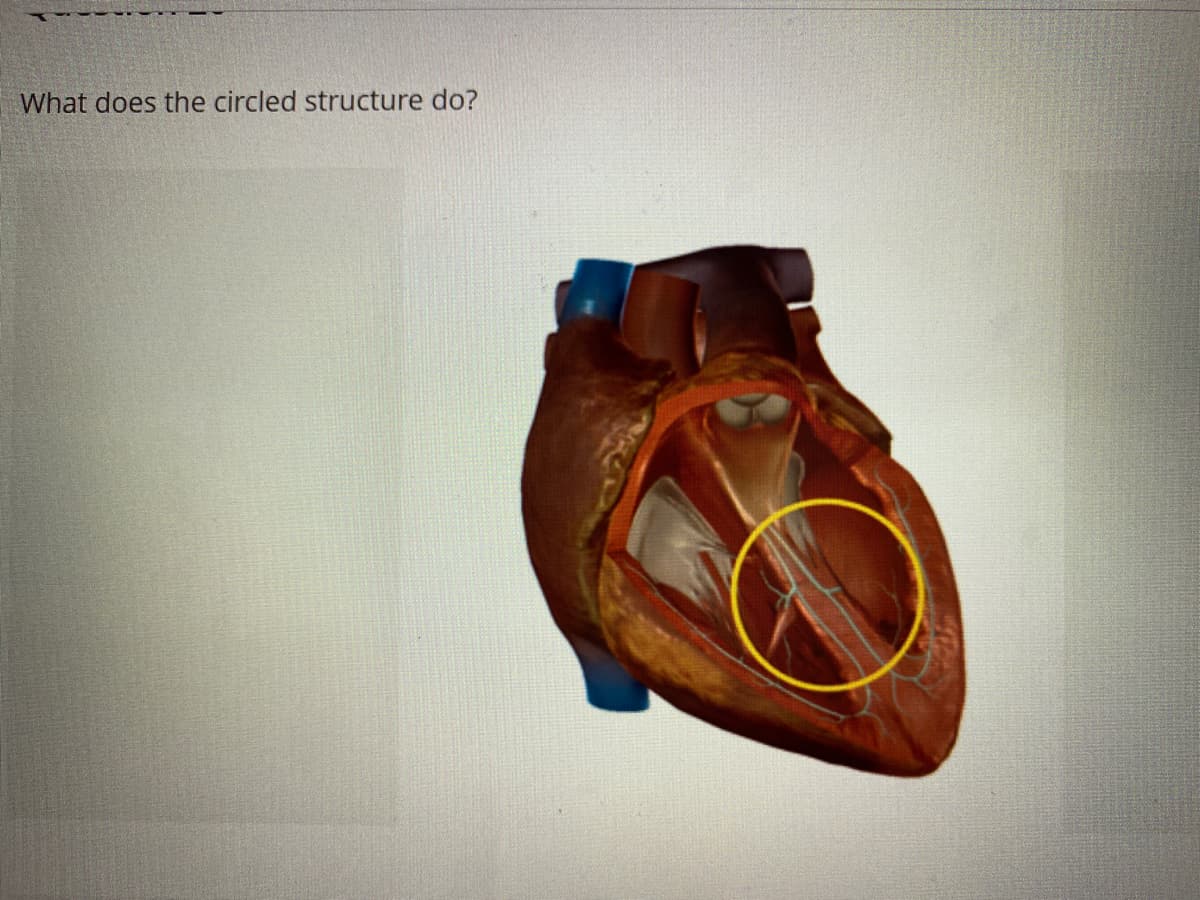 What does the circled structure do?
