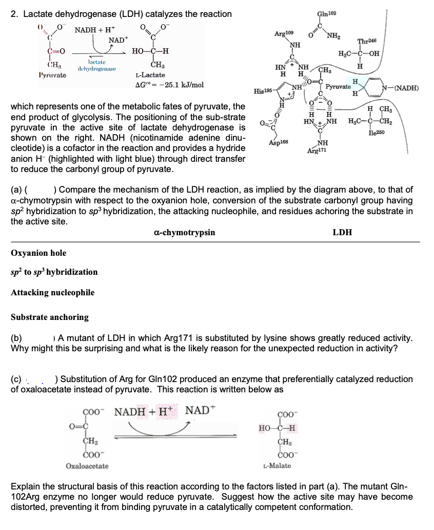 2. Lactate dehydrogenase (LDH) catalyzes the reaction
Ο
())
0 NADH + H*
NAD+
C=0
HO-C-H
CH₁t
Pyruvate
lactate
dehydrogenase
CHa
L-Lactate
AG 25.1 kJ/mol
which represents one of the metabolic fates of pyruvate, the
end product of glycolysis. The positioning of the sub-strate
pyruvate in the active site of lactate dehydrogenase is
shown on the right. NADH (nicotinamide adenine dinu-
cleotide) is a cofactor in the reaction and provides a hydride
anion H (highlighted with light blue) through direct transfer
to reduce the carbonyl group of pyruvate.
(a) (
Gln 102
Arg109
NH2
NH
Thr246
H₂C-C-OH
HN NH
H
CHS
H
H
H.
His 195
NH
Pyruvate
N-(NADH)
H
H CH3
H
HN
H
NH
H₂C-C-CH₂
Пle250
Asp168
NH
Arg171
) Compare the mechanism of the LDH reaction, as implied by the diagram above, to that of
a-chymotrypsin with respect to the oxyanion hole, conversion of the substrate carbonyl group having
sp² hybridization to sp³ hybridization, the attacking nucleophile, and residues achoring the substrate in
the active site.
Oxyanion hole
α-chymotrypsin
LDH
sp² to sp³ hybridization
Attacking nucleophile
Substrate anchoring
(b)
A mutant of LDH in which Arg171 is substituted by lysine shows greatly reduced activity.
Why might this be surprising and what is the likely reason for the unexpected reduction in activity?
(c) ) Substitution of Arg for Gln102 produced an enzyme that preferentially catalyzed reduction
of oxaloacetate instead of pyruvate. This reaction is written below as
COO
NADH + H+ NAD*
O=C
CH2
coo
Oxaloacetate
၄၀၀-
HO-C-H
CH₂
coo-
L-Malate
Explain the structural basis of this reaction according to the factors listed in part (a). The mutant Gln-
102Arg enzyme no longer would reduce pyruvate. Suggest how the active site may have become
distorted, preventing it from binding pyruvate in a catalytically competent conformation.