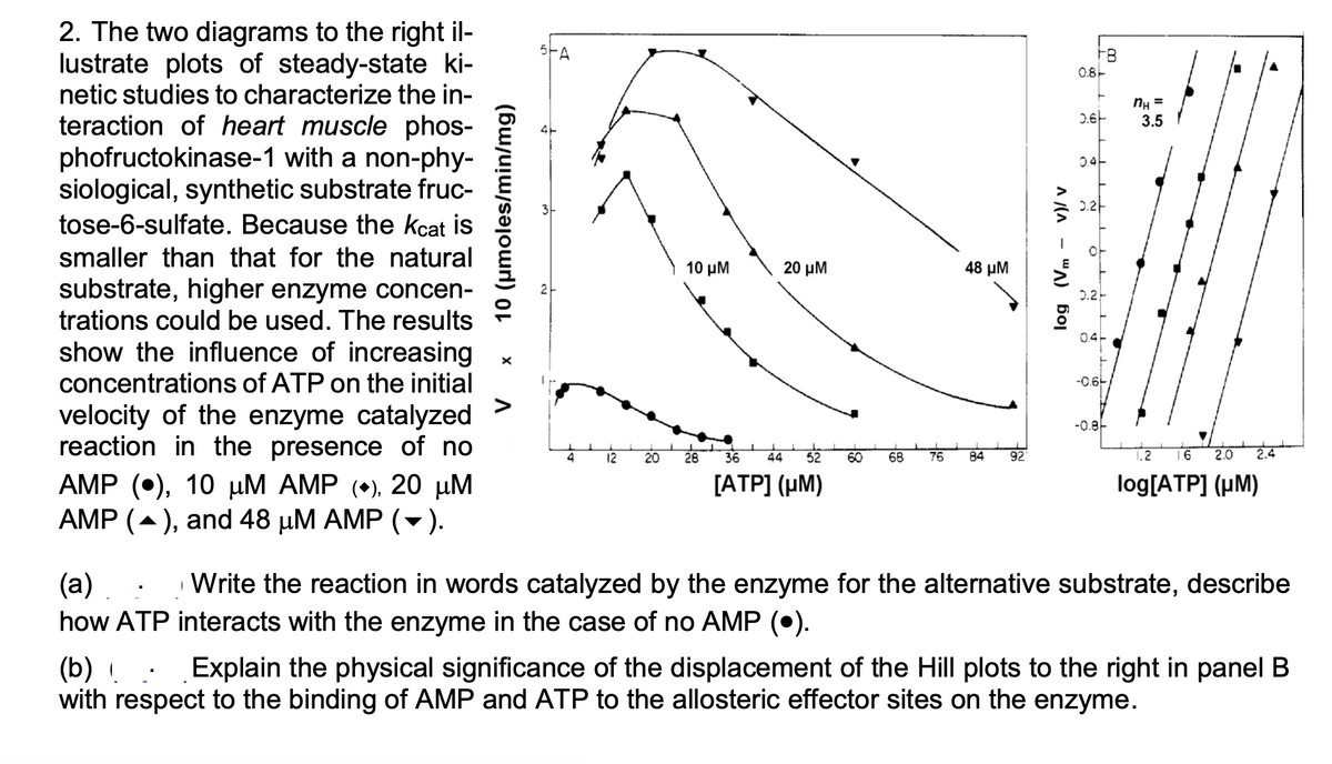 2. The two diagrams to the right il-
lustrate plots of steady-state ki-
netic studies to characterize the in-
teraction of heart muscle phos-
phofructokinase-1 with a non-phy-
siological, synthetic substrate fruc-
tose-6-sulfate. Because the kcat is
smaller than that for the natural
5
0.8-
NH =
3.5
0.6-
0.4-
0.2-
10 μΜ
20 μΜ
48 µM
substrate, higher enzyme concen-
trations could be used. The results
show the influence of increasing
2
0.2-
0.4-
concentrations of ATP on the initial
-0.6-
>
velocity of the enzyme catalyzed
reaction in the presence of no
-0.8F
4
12
20
28
36
44
52
60
68
76
84
92
.2
2.0
2.4
ΑMP () , 10 μΜ AMP (+ ) 20 μΜ
AMP (-), and 48 µM AMP (-).
[AΤP] (μΜ)
log[ATP] (µM)
(a) .
Write the reaction in words catalyzed by the enzyme for the alternative substrate, describe
how ATP interacts with the enzyme in the case of no AMP (•).
(b) !
with respect to the binding of AMP and ATP to the allosteric effector sites on the enzyme.
Explain the physical significance of the displacement of the Hill plots to the right in panel B
10 (µmoles/min/mg)
A (A - "A) boj
