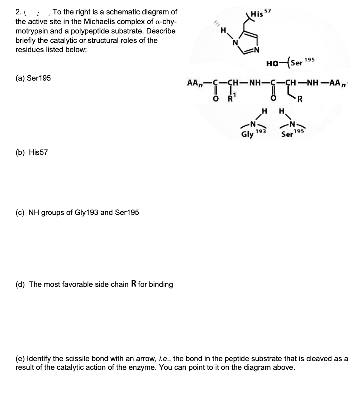 2. (
the active site in the Michaelis complex of a-chy-
motrypsin and a polypeptide substrate. Describe
briefly the catalytic or structural roles of the
: To the right is a schematic diagram of
His $7
residues listed below:
HOSer 195
(а) Ser195
AAn-C-ÇH-NH-Ç
ÇH-NH -AAn
R
H
H.
-N-
195
193
Gly
Ser
(b) His57
(c) NH groups of Gly193 and Ser195
(d) The most favorable side chain R for binding
(e) Identify the scissile bond with an arrow, i.e., the bond in the peptide substrate that is cleaved as a
result of the catalytic action of the enzyme. You can point to it on the diagram above.
