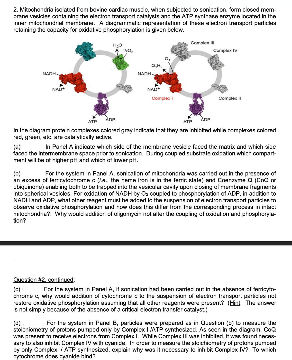 2. Mitochondria isolated from bovine cardiac muscle, when subjected to sonication, form closed mem-
brane vesicles containing the electron transport catalysts and the ATP synthase enzyme located in the
inner mitochondrial membrane. A diagrammatic representation of these electron transport particles
retaining the capacity for oxidative phosphorylation is given below.
NADH
NAD+
H₂O
tion?
1/202
Q₁H₂
NADH-
NAD+
Complex I
Complex III
ADP
Complex IV
Complex II
ATP
ADP
ATP
In the diagram protein complexes colored gray indicate that they are inhibited while complexes colored
red, green, etc. are catalytically active.
(a)
In Panel A indicate which side of the membrane vesicle faced the matrix and which side
faced the intermembrane space prior to sonication. During coupled substrate oxidation which compart-
ment will be of higher pH and which of lower pH.
(b)
For the system in Panel A, sonication of mitochondria was carried out in the presence of
an excess of ferricytochrome c (i.e., the heme iron is in the ferric state) and Coenzyme Q (CoQ or
ubiquinone) enabling both to be trapped into the vesicular cavity upon closing of membrane fragments
into spherical vesicles. For oxidation of NADH by O2 coupled to phosphorylation of ADP, in addition to
NADH and ADP, what other reagent must be added to the suspension of electron transport particles to
observe oxidative phosphorylation and how does this differ from the corresponding process in intact
mitochondria?. Why would addition of oligomycin not alter the coupling of oxidation and phosphoryla-
Question #2, continued:
(c)
For the system in Panel A, if sonication had been carried out in the absence of ferricyto-
chrome c, why would addition of cytochrome c to the suspension of electron transport particles not
restore oxidative phosphorylation assuming that all other reagents were present? (Hint: The answer
is not simply because of the absence of a critical electron transfer catalyst.)
(d)
For the system in Panel B, particles were prepared as in Question (b) to measure the
stoichiometry of protons pumped only by Complex I /ATP synthesized. As seen in the diagram, CoQ
was present to receive electrons from Complex I. While Complex III was inhibited, it was found neces-
sary to also inhibit Complex IV with cyanide. In order to measure the stoichiometry of protons pumped
by only Complex I/ ATP synthesized, explain why was it necessary to inhibit Complex IV? To which
cytochrome does cyanide bind?