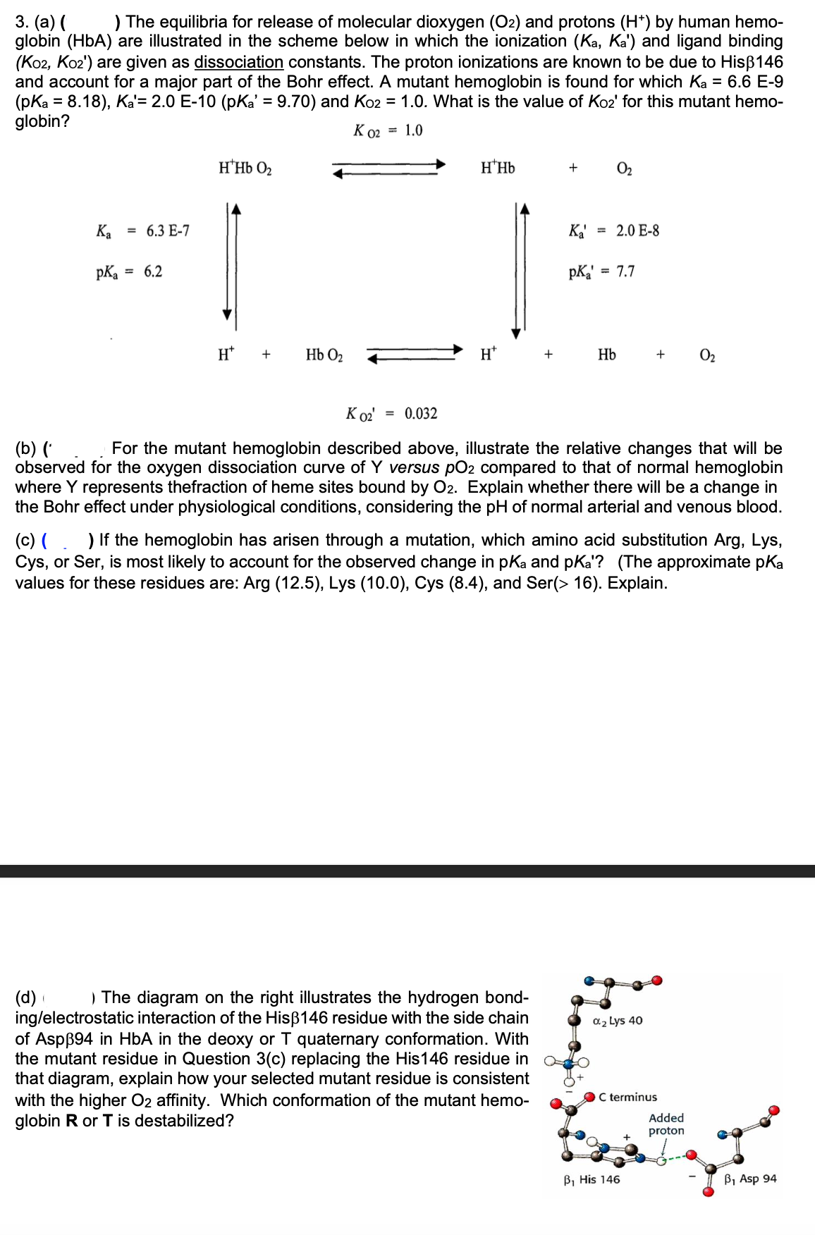 3. (a) (
The equilibria for release of molecular dioxygen (O2) and protons (H+) by human hemo-
globin (HbA) are illustrated in the scheme below in which the ionization (Ka, Ka') and ligand binding
(K02, Ko2') are given as dissociation constants. The proton ionizations are known to be due to Hisẞ146
and account for a major part of the Bohr effect. A mutant hemoglobin is found for which Ka = 6.6 E-9
(pKa =8.18), Ka= 2.0 E-10 (pKa' = 9.70) and Ko2 = 1.0. What is the value of Ko2' for this mutant hemo-
globin?
K 02 = 1.0
Κα
pka
= 6.3 E-7
= 6.2
H*Hb O₂
H*
+
НЬ 02
HHb
02
Ka' = 2.0 E-8
pKa = 7.7
H+
+
Hb
+
02
K 02' = 0.032
(b) ('
For the mutant hemoglobin described above, illustrate the relative changes that will be
observed for the oxygen dissociation curve of Y versus pO2 compared to that of normal hemoglobin
where Y represents thefraction of heme sites bound by O2. Explain whether there will be a change in
the Bohr effect under physiological conditions, considering the pH of normal arterial and venous blood.
(c) ( ) If the hemoglobin has arisen through a mutation, which amino acid substitution Arg, Lys,
Cys, or Ser, is most likely to account for the observed change in pKa and pKa'? (The approximate pKa
values for these residues are: Arg (12.5), Lys (10.0), Cys (8.4), and Ser(> 16). Explain.
(d) ( ) The diagram on the right illustrates the hydrogen bond-
ing/electrostatic interaction of the Hisẞ146 residue with the side chain
of Aspẞ94 in HbA in the deoxy or T quaternary conformation. With
the mutant residue in Question 3(c) replacing the His146 residue in
that diagram, explain how your selected mutant residue is consistent
with the higher O2 affinity. Which conformation of the mutant hemo-
globin R or T is destabilized?
α2 Lys 40
C terminus
B₁ His 146
Added
proton
B₁ Asp 94