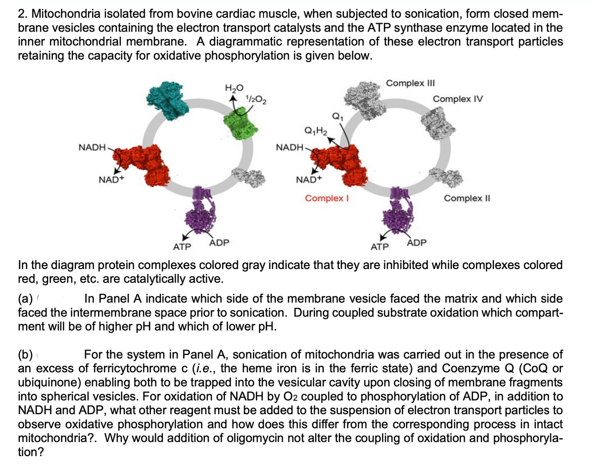 2. Mitochondria isolated from bovine cardiac muscle, when subjected to sonication, form closed mem-
brane vesicles containing the electron transport catalysts and the ATP synthase enzyme located in the
inner mitochondrial membrane. A diagrammatic representation of these electron transport particles
retaining the capacity for oxidative phosphorylation is given below.
NADH
NAD+
(
ATP
tion?
H₂O
ADP
1/202
NADH
Q₁H₂
NAD+
Q₁
Complex I
Complex III
ADP
Complex IV
ATP
In the diagram protein complexes colored gray indicate that they are inhibited while complexes colored
red, green, etc. are catalytically active.
Complex II
(a)(
In Panel A indicate which side of the membrane vesicle faced the matrix and which side
faced the intermembrane space prior to sonication. During coupled substrate oxidation which compart-
ment will be of higher pH and which of lower pH.
(b)
For the system in Panel A, sonication of mitochondria was carried out in the presence of
an excess of ferricytochrome c (i.e., the heme iron is in the ferric state) and Coenzyme Q (CoQ or
ubiquinone) enabling both to be trapped into the vesicular cavity upon closing of membrane fragments
into spherical vesicles. For oxidation of NADH by O2 coupled to phosphorylation of ADP, in addition to
NADH and ADP, what other reagent must be added to the suspension of electron transport particles to
observe oxidative phosphorylation and how does this differ from the corresponding process in intact
mitochondria?. Why would addition of oligomycin not alter the coupling of oxidation and phosphoryla-