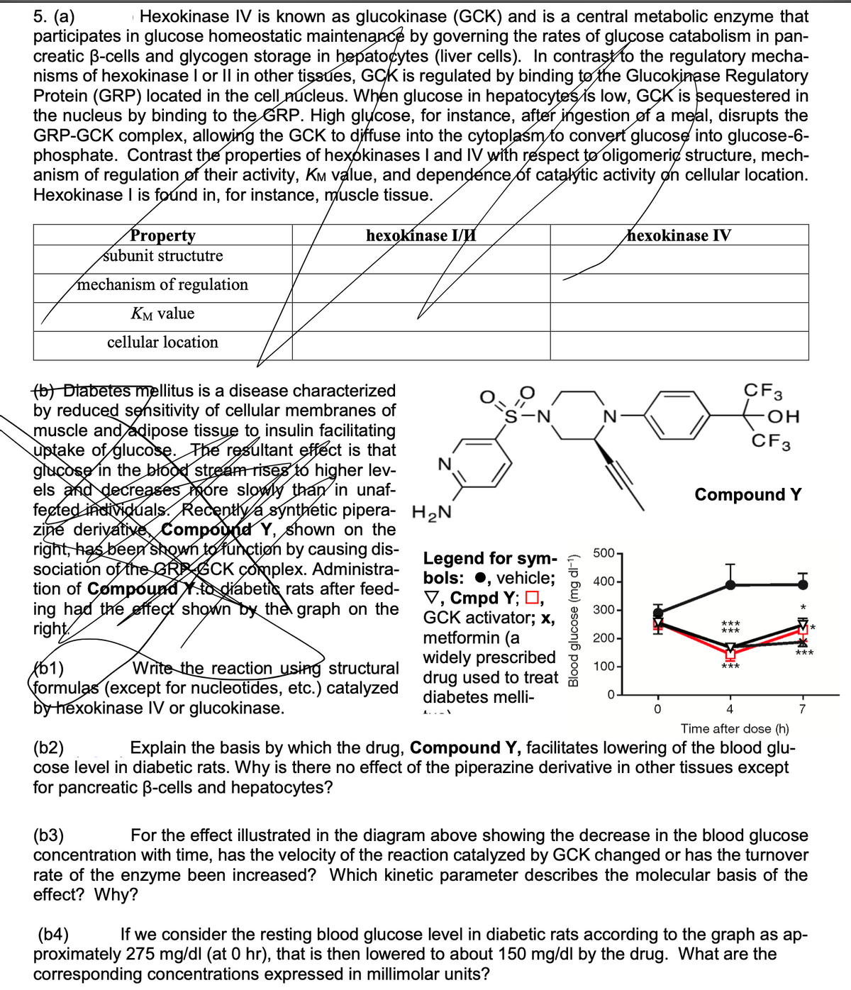 5. (a)
Hexokinase IV is known as glucokinase (GCK) and is a central metabolic enzyme that
participates in glucose homeostatic maintenance by governing the rates of glucose catabolism in pan-
creatic B-cells and glycogen storage in hepatocytes (liver cells). In contrast to the regulatory mecha-
nisms of hexokinase I or Il in other tissues, GCk is regulated by binding to the Glucokinase Regulatory
Protein (GRP) located in the cell nucleus. When glucose in hepatocytes is low, GCK is sequestered in
the nucleus by binding to the GRP. High glucose, for instance, after ingestion of a meal, disrupts the
GRP-GCK complex, allowing the GCK to diffuse into the cytoplasm to convert glucose into glucose-6-
phosphate. Contrast the properties of hexokinases I and IV with respect to oligomeric structure, mech-
anism of regulation of their activity, KM value, and dependence of catalytic activity on cellular location.
Hexokinase l is found in, for instance, muscle tissue.
Property
subunit structutre
hexokínase I/I
hexokinase IV
mechanism of regulation
KM value
cellular location
(b) Diabetes mellitus is a disease characterized
by reduced sehsitivity of cellular membranes of
muscle and adipose tissue to insulin facilitating
uptake of glucosę. The resultant efféct is that
gluçose in the błood stream Tises to higher lev-
els and decreases more slowly than in unaf-
feeted individuals. Recently a synthetic pipera- H2N
zine derivative, Compound Y, shown on the
right, has been shown to function by causing dis-
sociation of theGRE GCK complex. Administra-
tion of Compound Yto diabetic rats after feed-
ing had the effect shown by the graph on the
right
CF3
`s-N
N
CF3
Compound Y
500
Legend for sym-
bols: •, vehicle;
V, Cmpd Y; O,
GCK activator; x,
metformin (a
widely prescribed
drug used to treat
diabetes melli-
400-
300-
*
***
***
200-
***
R61)
formulas (except for nucleotides, etc.) catalyzed
by hexokinase IV or glucokinase.
Write the reaction using structural
100
***
4
7
Time after dose (h)
(b2)
cose level in diabetic rats. Why is there no effect of the piperazine derivative in other tissues except
for pancreatic B-cells and hepatocytes?
Explain the basis by which the drug, Compound Y, facilitates lowering of the blood glu-
(ь3)
concentration with time, has the velocity of the reaction catalyzed by GCK changed or has the turnover
rate of the enzyme been increased? Which kinetic parameter describes the molecular basis of the
effect? Why?
For the effect illustrated in the diagram above showing the decrease in the blood glucose
If we consider the resting blood glucose level in diabetic rats according to the graph as ap-
(b4)
proximately 275 mg/dl (at 0 hr), that is then lowered to about 150 mg/dl by the drug. What are the
corresponding concentrations expressed in millimolar units?
Blood glucose (mg dl-1)
