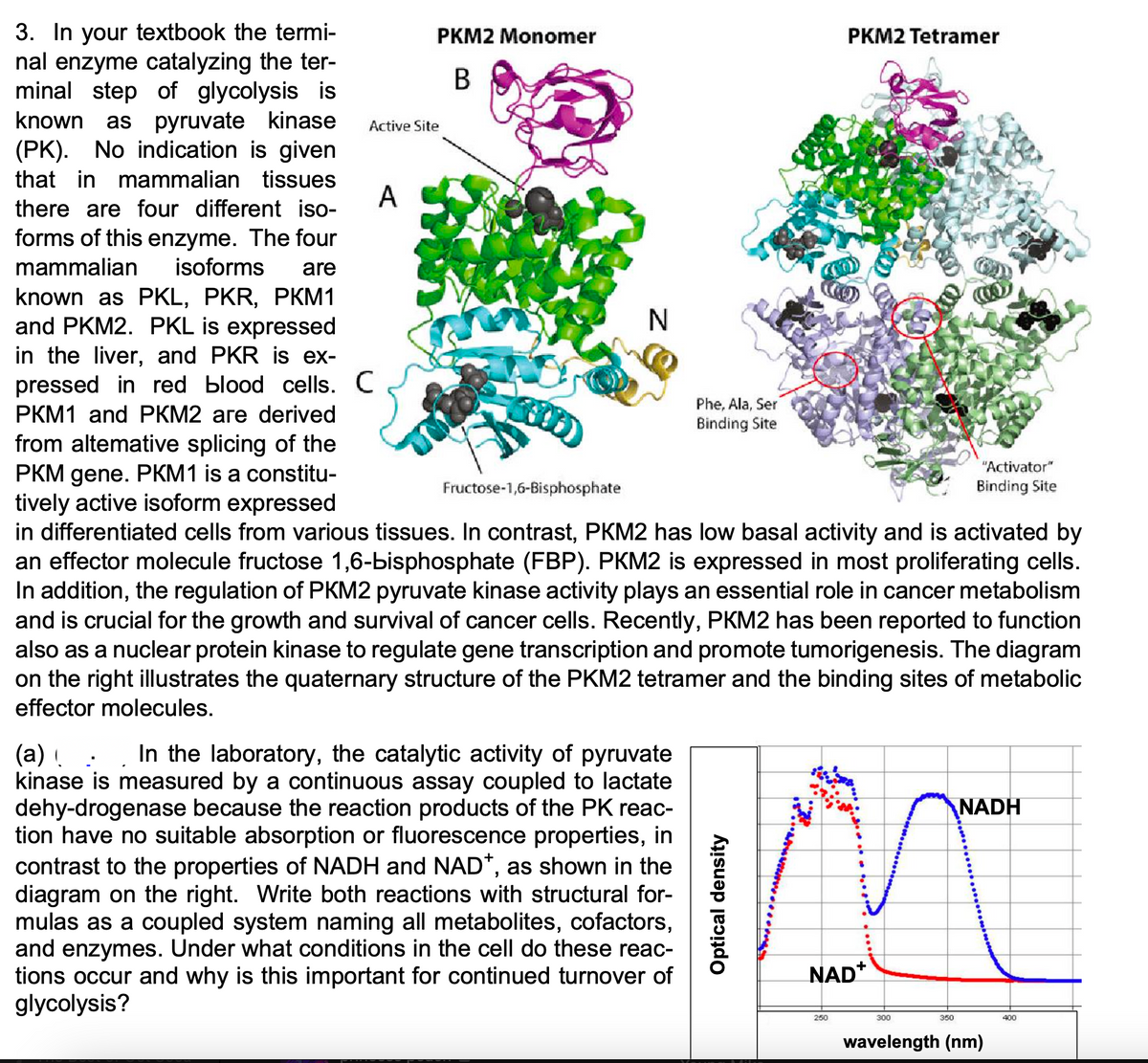 3. In your textbook the termi-
nal enzyme catalyzing the ter-
minal step of glycolysis is
known as pyruvate kinase
(PK). No indication is given
that in mammalian tissues
there are four different iso-
forms of this enzyme. The four
mammalian isoforms are
known as PKL, PKR, PKM1
and PKM2. PKL is expressed
in the liver, and PKR is ex-
pressed in red blood cells. C
PKM1 and PKM2 are derived
from altemative splicing of the
PKM gene. PKM1 is a constitu-
tively active isoform expressed
Active Site
A
PKM2 Monomer
B
Fructose-1,6-Bisphosphate
N
Phe, Ala, Ser
Binding Site
PKM2 Tetramer
"Activator"
Binding Site
in differentiated cells from various tissues. In contrast, PKM2 has low basal activity and is activated by
an effector molecule fructose 1,6-bisphosphate (FBP). PKM2 is expressed in most proliferating cells.
In addition, the regulation of PKM2 pyruvate kinase activity plays an essential role in cancer metabolism
and is crucial for the growth and survival of cancer cells. Recently, PKM2 has been reported to function
also as a nuclear protein kinase to regulate gene transcription and promote tumorigenesis. The diagram
on the right illustrates the quaternary structure of the PKM2 tetramer and the binding sites of metabolic
effector molecules.
(a) .
In the laboratory, the catalytic activity of pyruvate
kinase is measured by a continuous assay coupled to lactate
dehy-drogenase because the reaction products of the PK reac-
tion have no suitable absorption or fluorescence properties, in
contrast to the properties of NADH and NAD*, as shown in the
diagram on the right. Write both reactions with structural for-
mulas as a coupled system naming all metabolites, cofactors,
and enzymes. Under what conditions in the cell do these reac-
tions occur and why is this important for continued turnover of
glycolysis?
Optical density
NADH
M
NAD+
350
400
250
300
wavelength (nm)