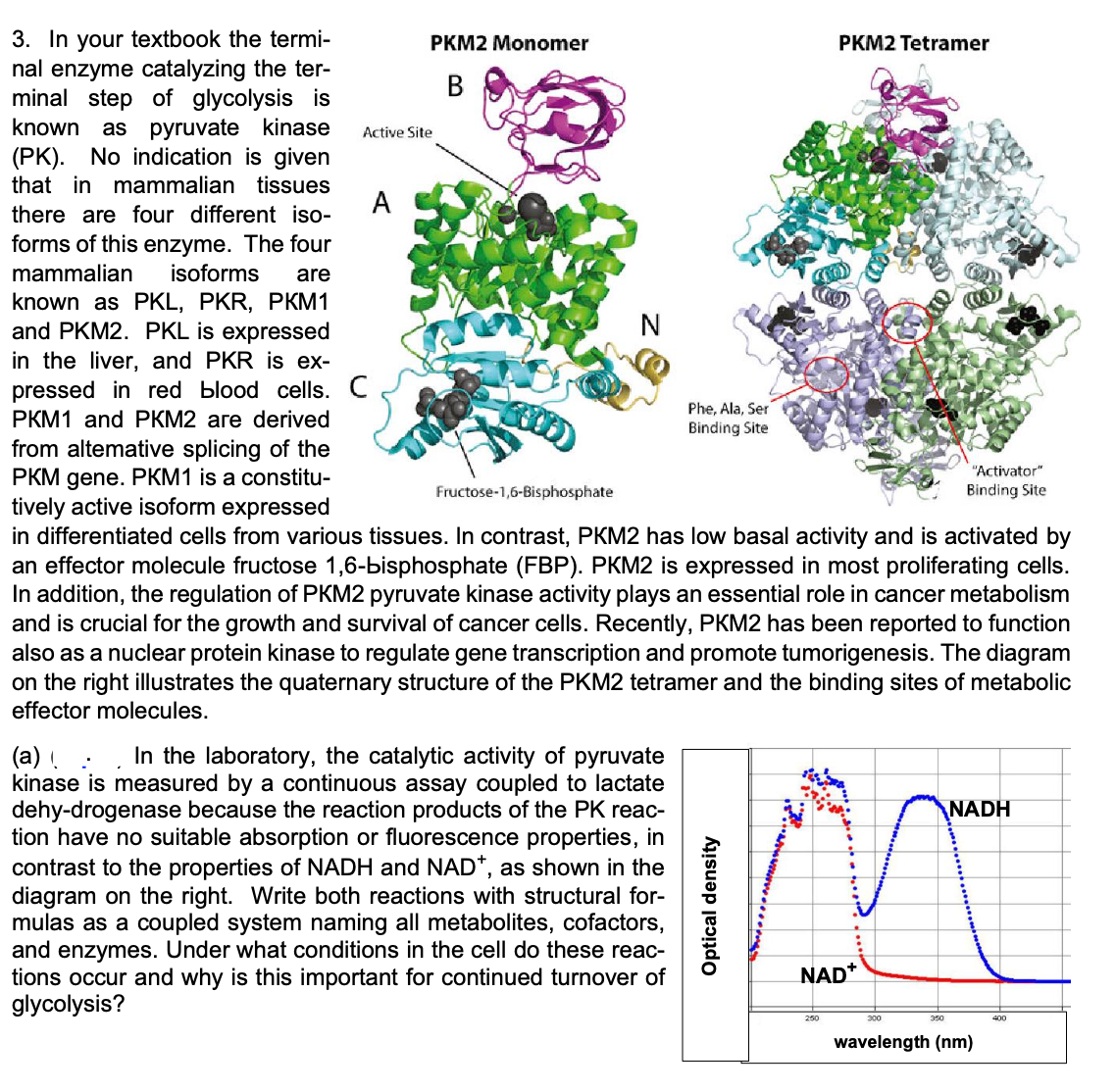 3. In your textbook the termi-
nal enzyme catalyzing the ter-
minal step of glycolysis is
known as pyruvate kinase
(PK). No indication is given
that in mammalian tissues
there are four different iso-
forms of this enzyme. The four
mammalian isoforms are
known as PKL, PKR, PKM1
and PKM2. PKL is expressed
in the liver, and PKR is ex-
pressed in red blood cells. C
PKM1 and PKM2 are derived
from altemative splicing of the
PKM gene. PKM1 is a constitu-
tively active isoform expressed
Active Site
A
PKM2 Monomer
B
Fructose-1,6-Bisphosphate
N
Phe, Ala, Ser
Binding Site
PKM2 Tetramer
"Activator"
Binding Site
in differentiated cells from various tissues. In contrast, PKM2 has low basal activity and is activated by
an effector molecule fructose 1,6-bisphosphate (FBP). PKM2 is expressed in most proliferating cells.
In addition, the regulation of PKM2 pyruvate kinase activity plays an essential role in cancer metabolism
and is crucial for the growth and survival of cancer cells. Recently, PKM2 has been reported to function
also as a nuclear protein kinase to regulate gene transcription and promote tumorigenesis. The diagram
on the right illustrates the quaternary structure of the PKM2 tetramer and the binding sites of metabolic
effector molecules.
(a) In the laboratory, the catalytic activity of pyruvate
kinase is measured by a continuous assay coupled to lactate
dehy-drogenase because the reaction products of the PK reac-
tion have no suitable absorption or fluorescence properties, in
contrast to the properties of NADH and NAD*, as shown in the
diagram on the right. Write both reactions with structural for-
mulas as a coupled system naming all metabolites, cofactors,
and enzymes. Under what conditions in the cell do these reac-
tions occur and why is this important for continued turnover of
glycolysis?
Optical density
NAD+
NADH
250
300
350
wavelength (nm)
400