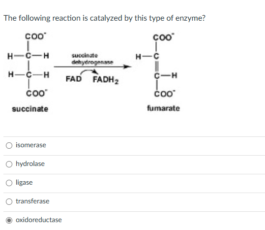 The following reaction is catalyzed by this type of enzyme?
Coo
COO™
I
HIC-H
H-C-H
COO™
succinate
isomerase
hydrolase
O ligase
transferase
oxidoreductase
succinate
dehydrogenase
FAD FADH2
H-C
||
C-H
COO
fumarate