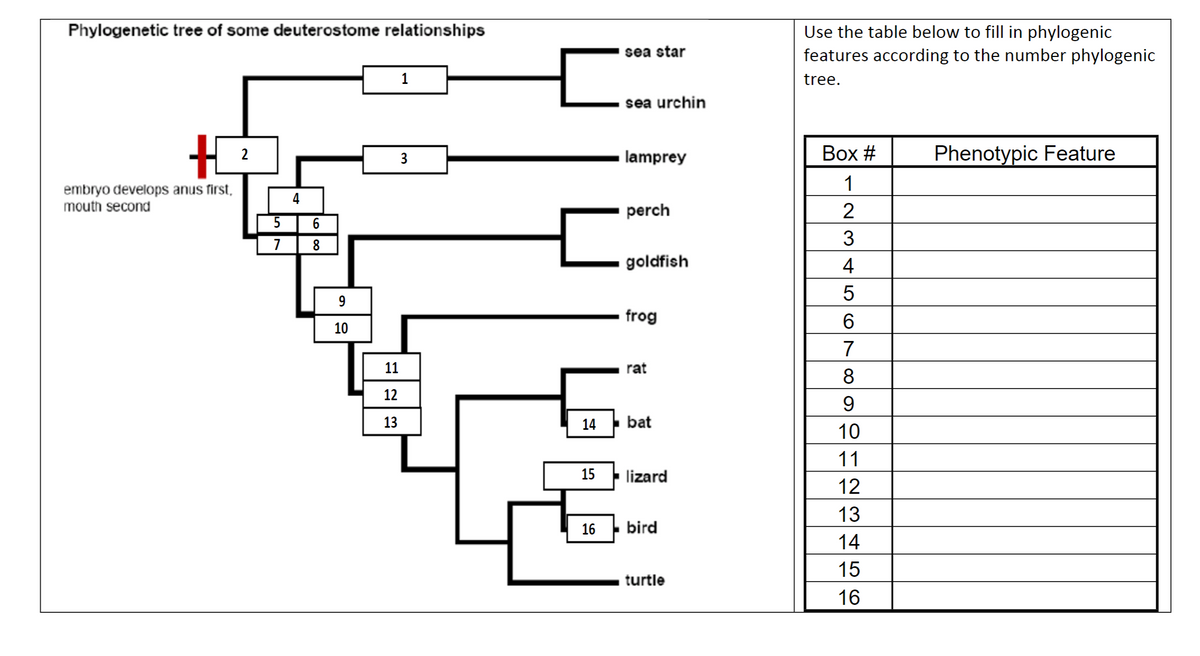 Phylogenetic tree of some deuterostome relationships
2
embryo develops anus first,
mouth second
5
6
7
8
6
9
10
11
1
sea star
sea urchin
Use the table below to fill in phylogenic
features according to the number phylogenic
tree.
3
lamprey
Box #
Phenotypic Feature
1
perch
2
3
goldfish
4
5
frog
6
7
123
rat
8
12
9
13
14 bat
10
11
15
lizard
12
13
16 bird
14
15
turtle
16